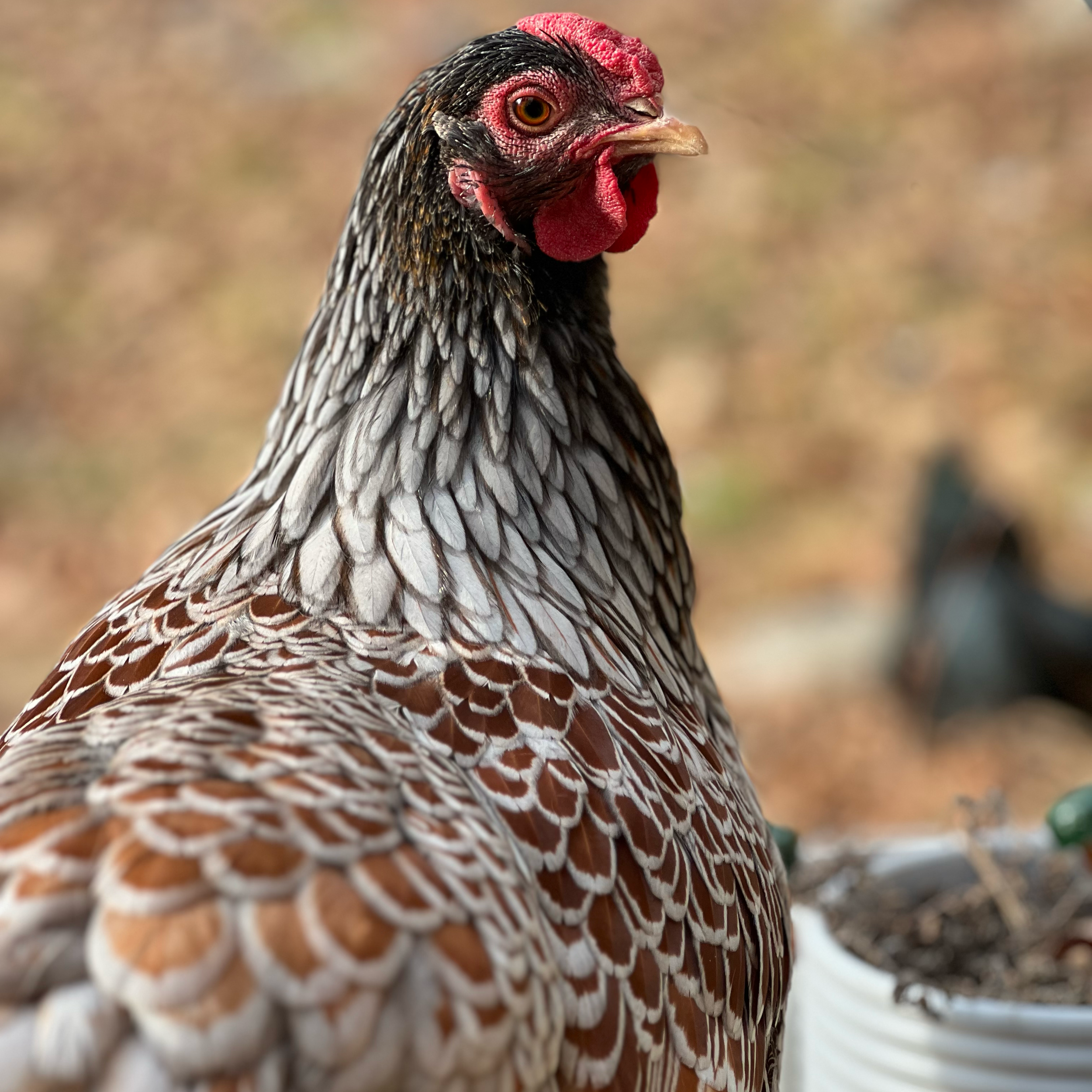 Gertie - Blue Laced Red Wyandotte