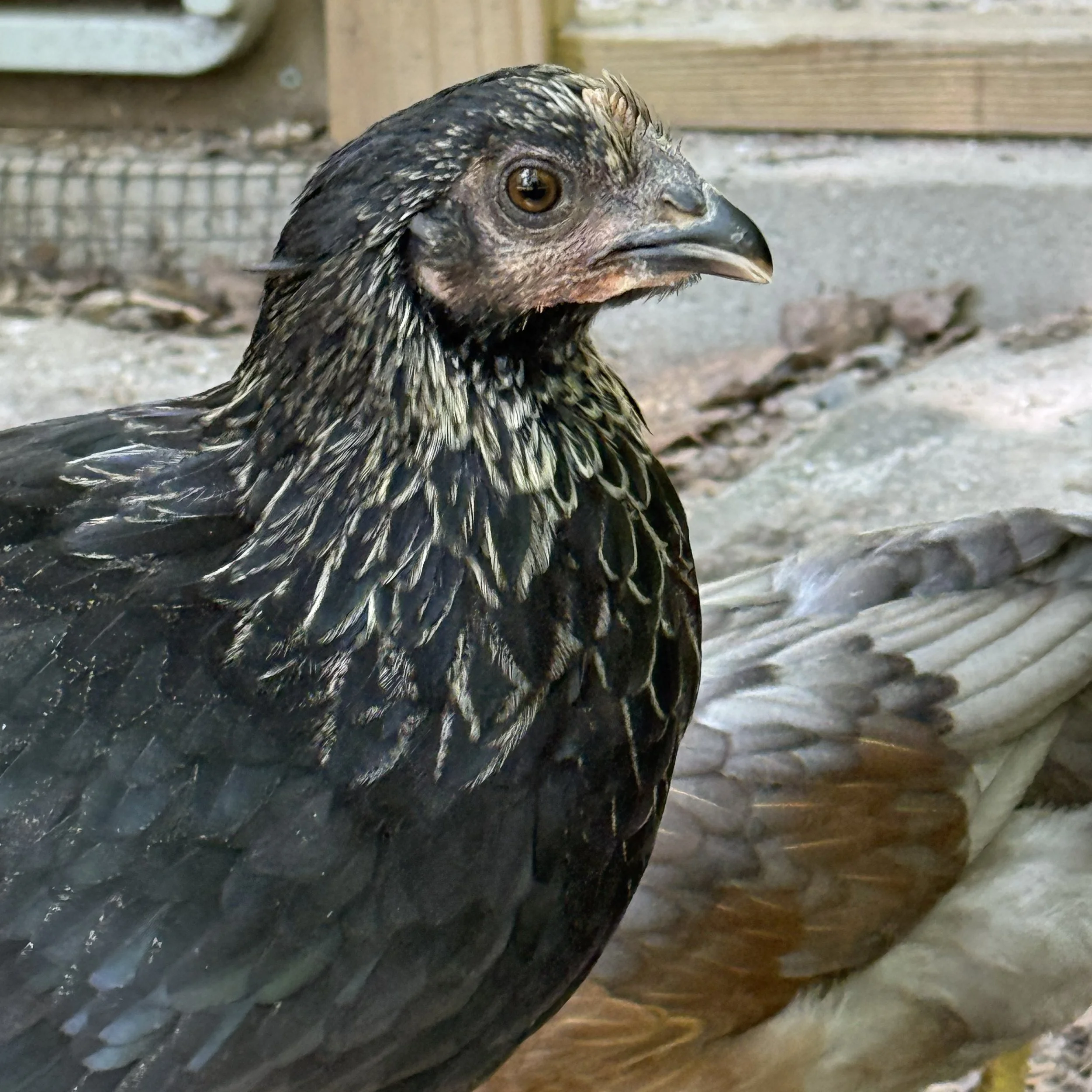 Smudge - Olive Egger X Silverudd Blue