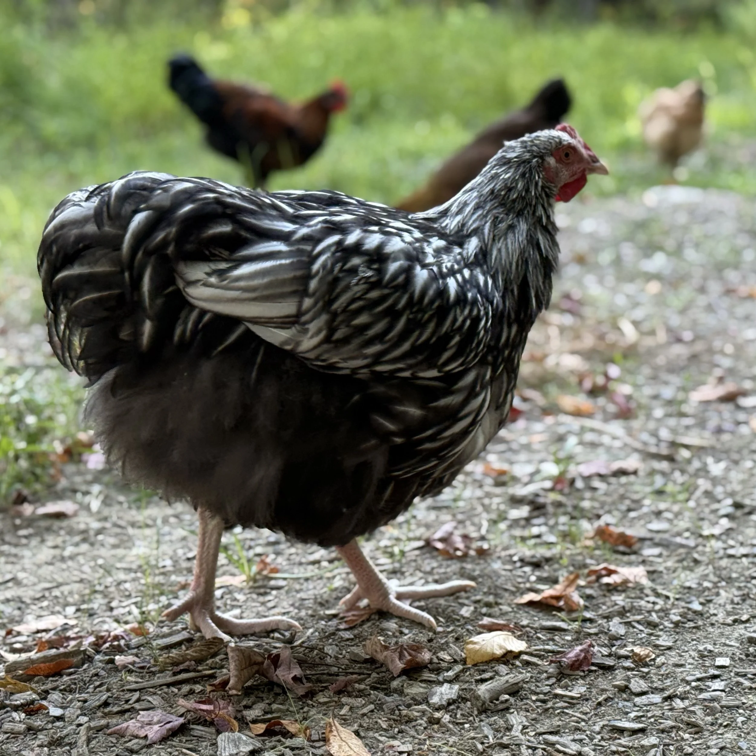 Moo - Silver Laced English Orpington