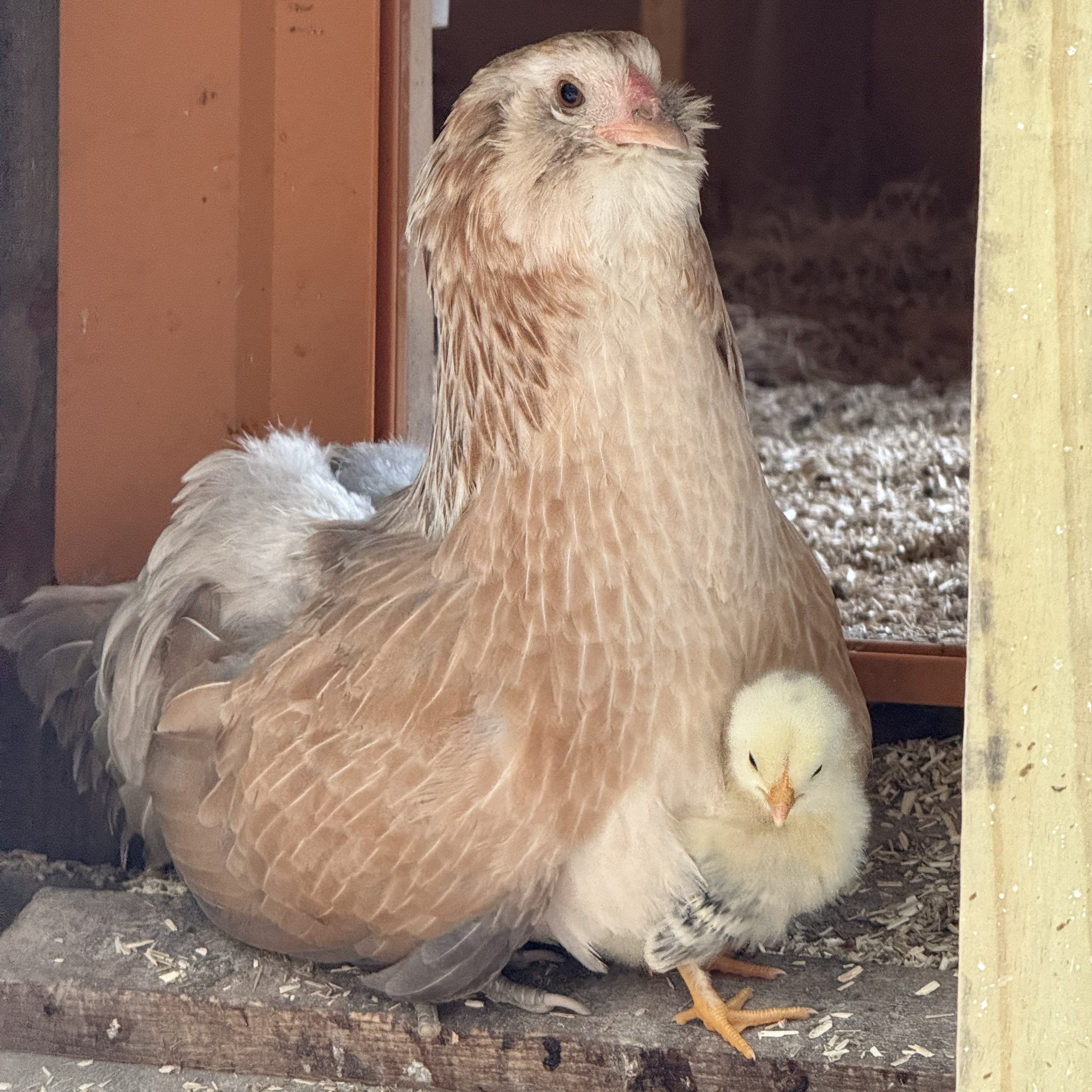 Kevin & Squeesh - Bantam Olive Egger & Multi Gen Olive Egger