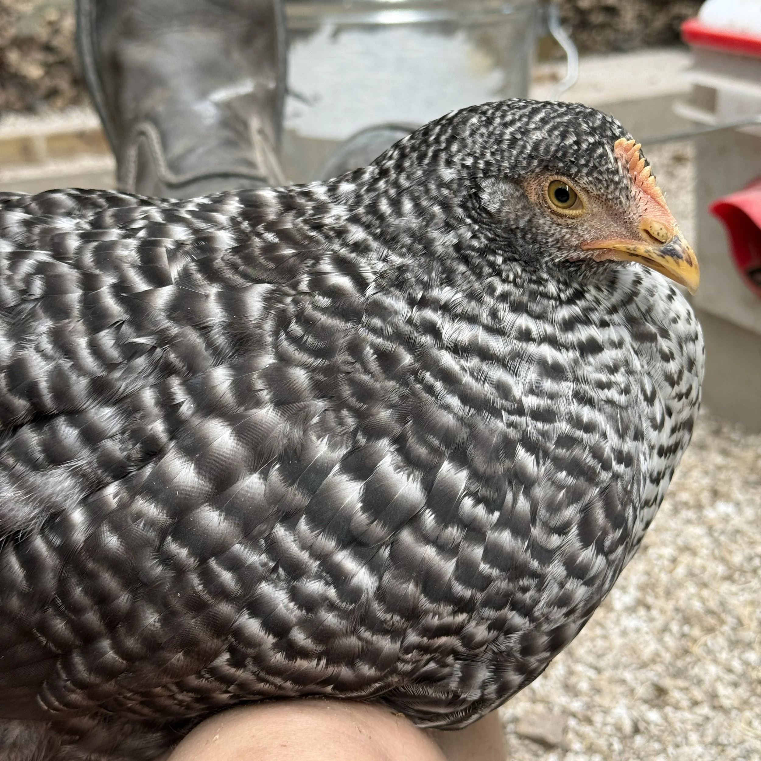 Yama - Plymouth Barred Rock