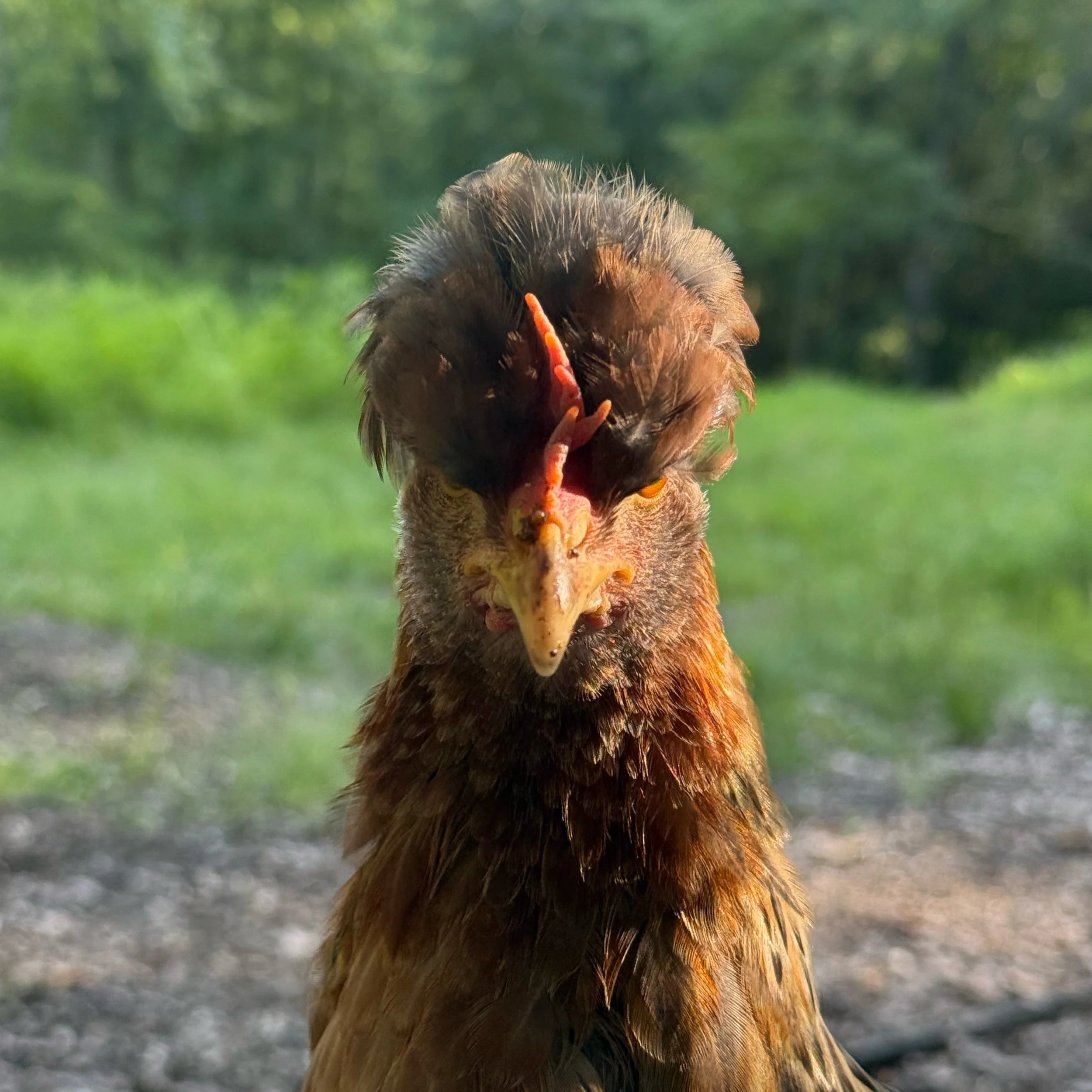 TinTin - Crested Cream Legbar