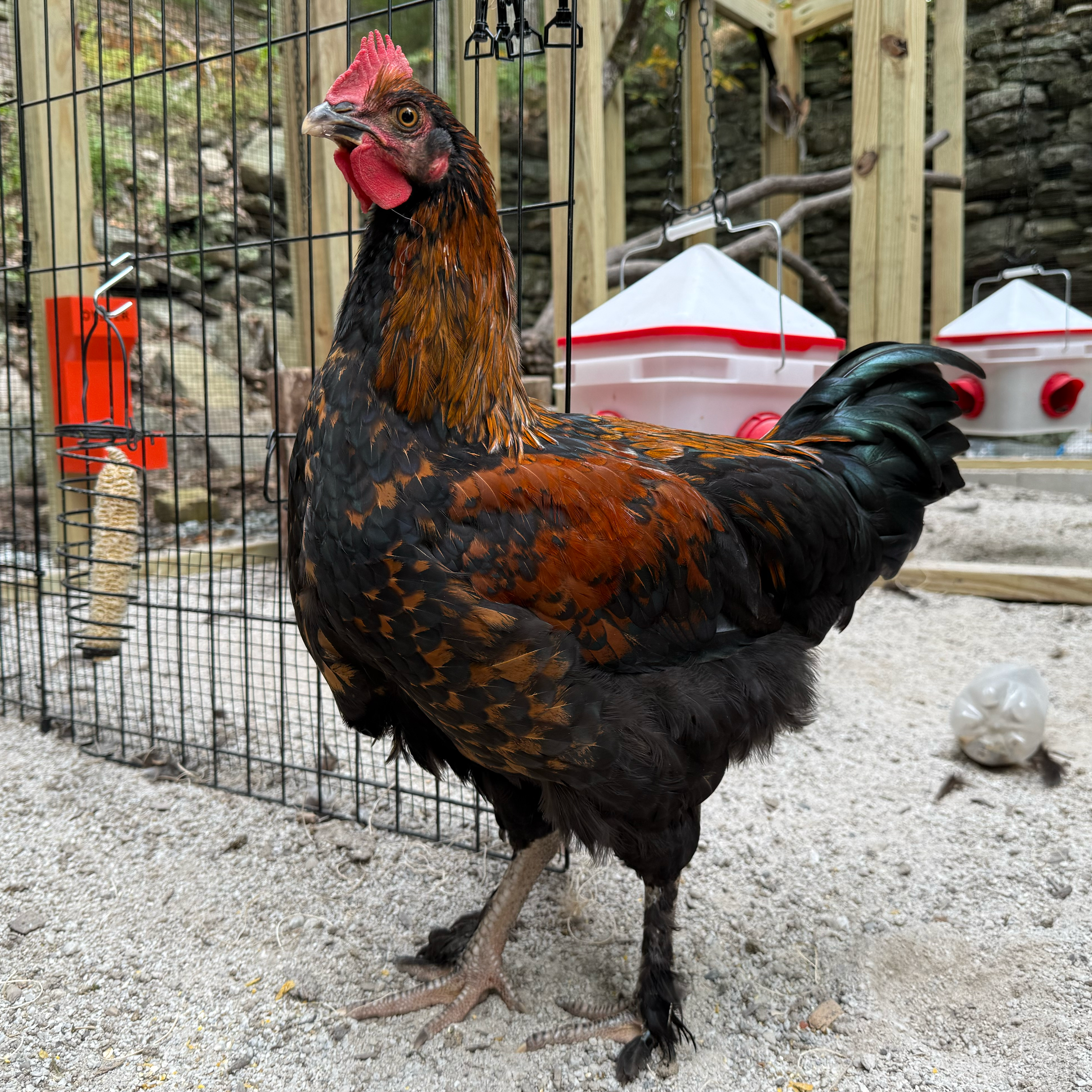 Caper - Black Copper Maran