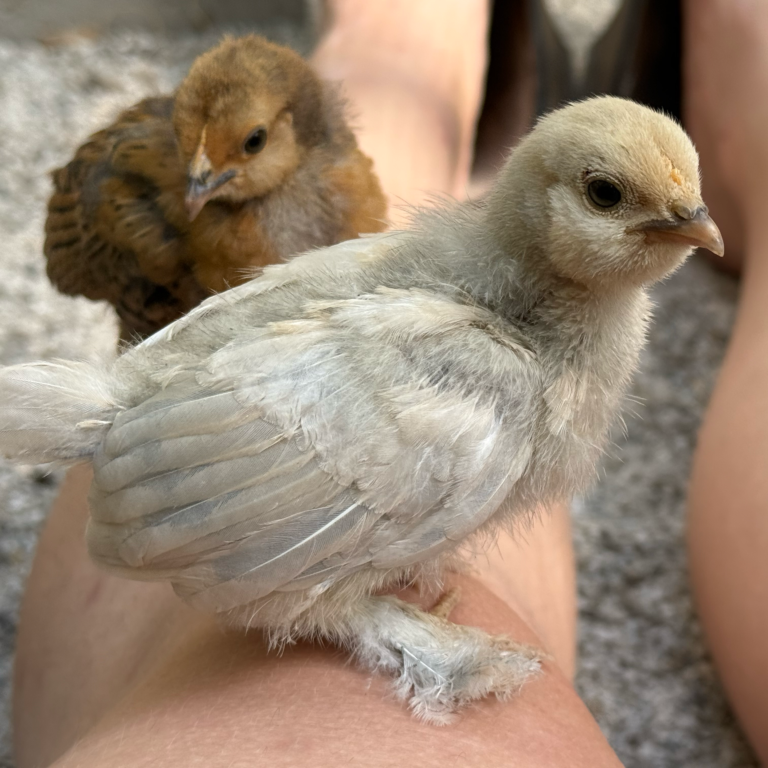 Wasabi & Miso - Mille Fleur D'Uccle Bantam & Porcelain D'Uccle Bantam