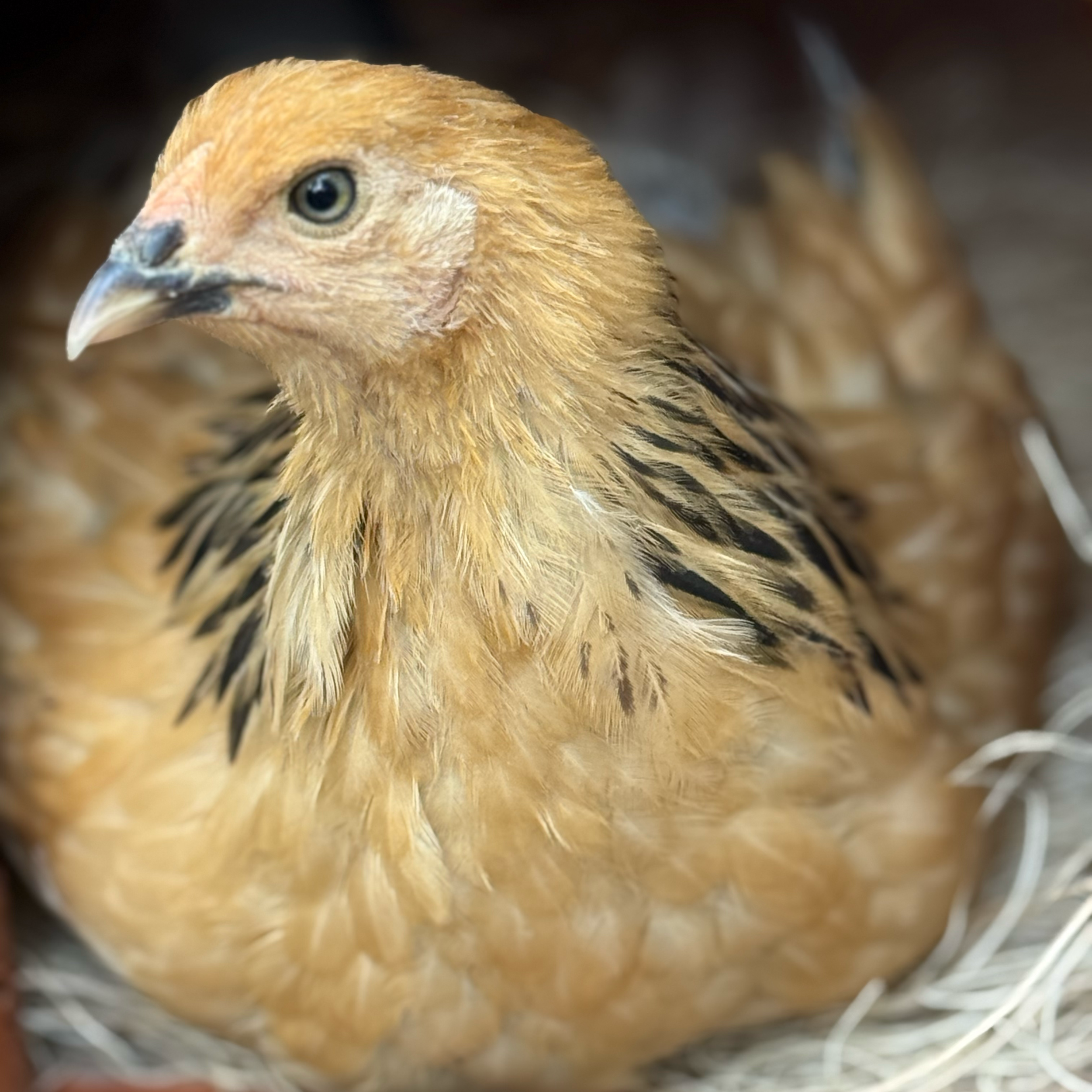 Willow - Buff Brahma
