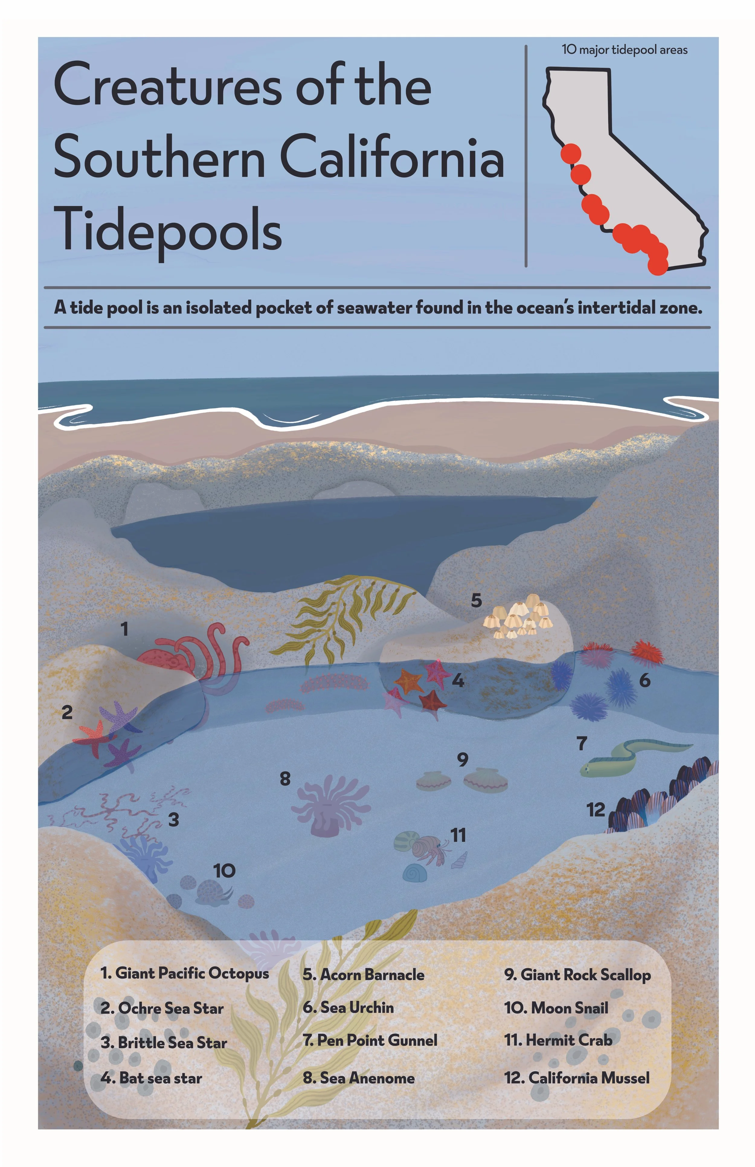 Tide pools poster.jpg