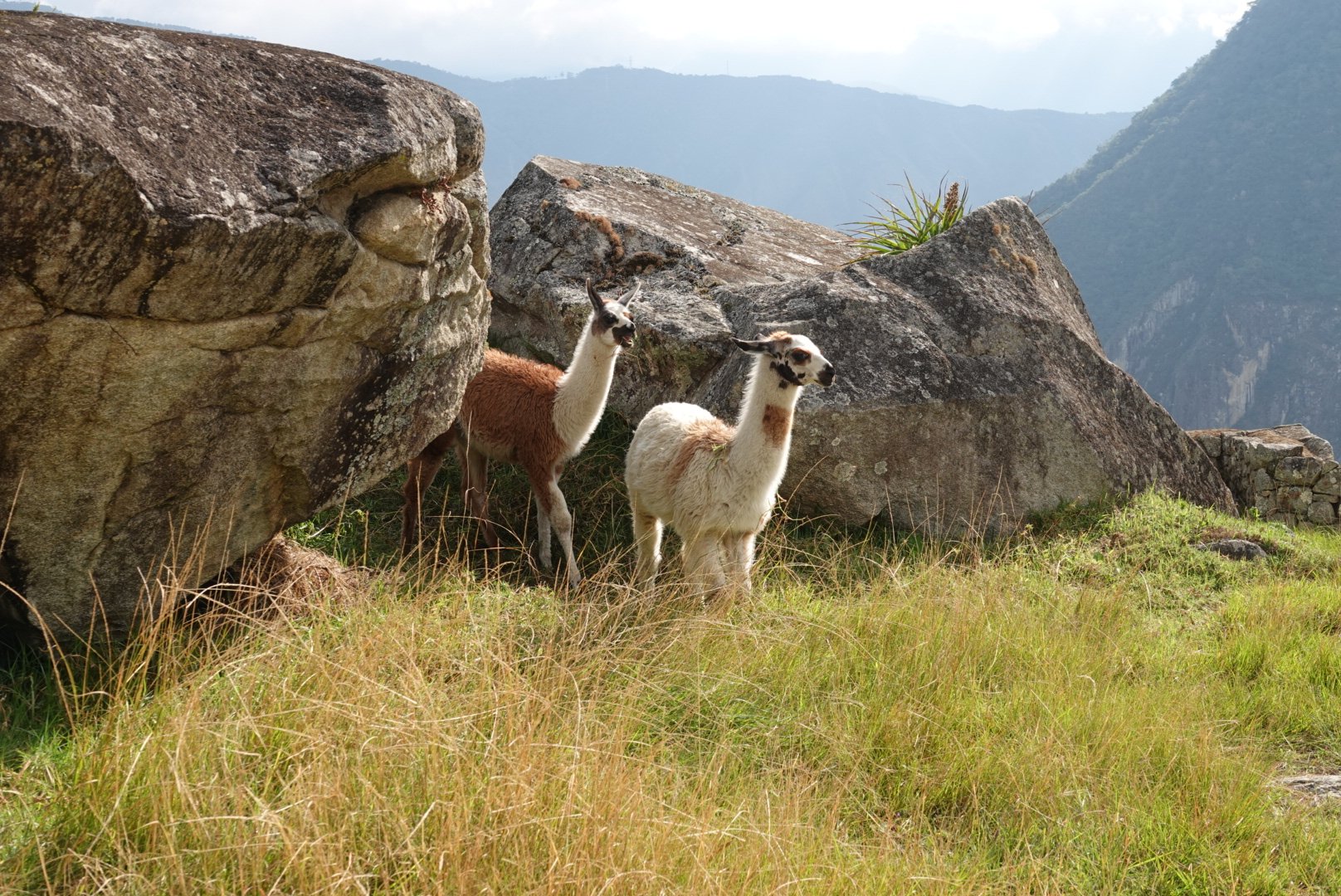 Machu Picchu, Peru