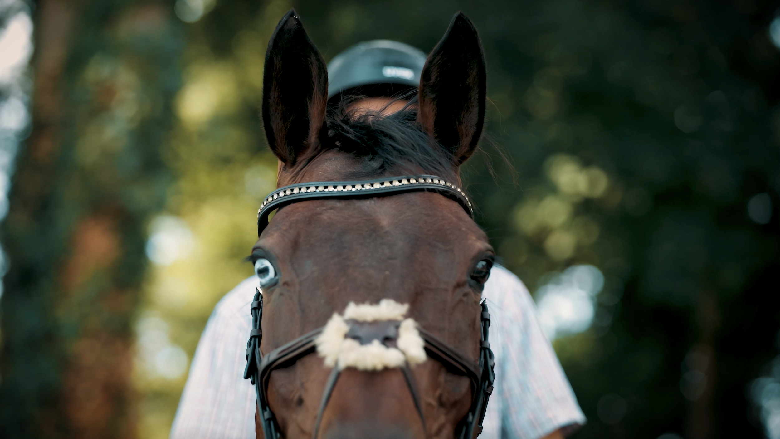 Horse with one blue eye staring down camera bokeh