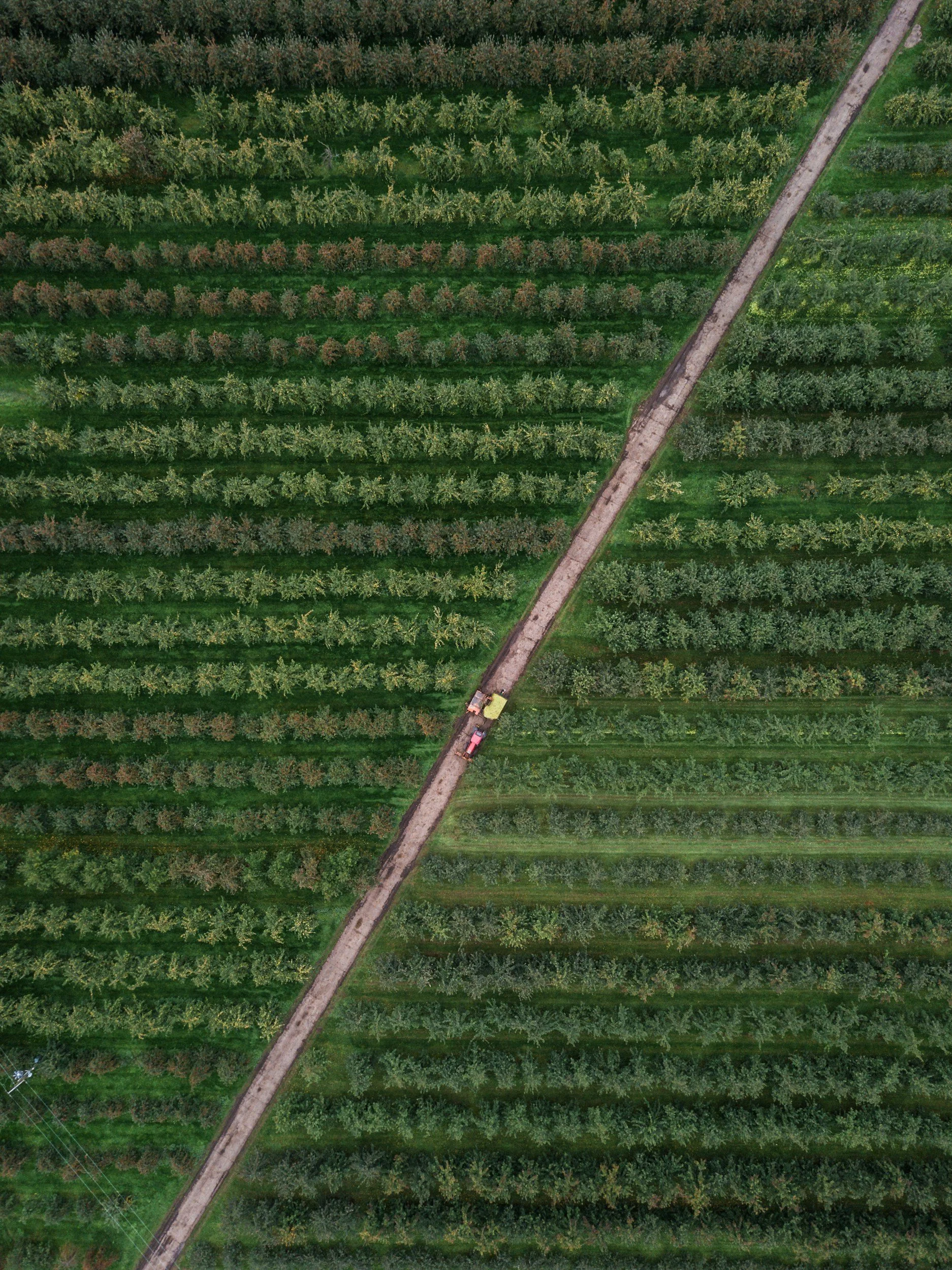 Aerial view of an orchard with trees arranged in rows, a dirt path running diagonally through the orchard, and a few vehicles parked along the path.