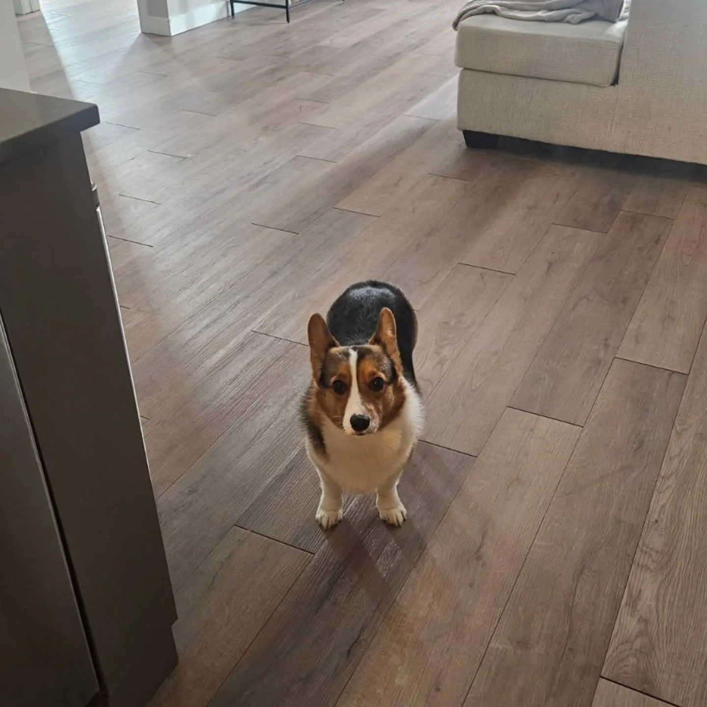 ✨️Meet Norman!✨️

Norman is a 2 year old #corgi. The Whiskers &amp; Paws Care team has taken care of Norman for almost 2 years now! We met him as a little puppy! 🐶🐾

Fun facts about Norman:

- His favorite food are chicken and bananas 🍌 😋 
- He h