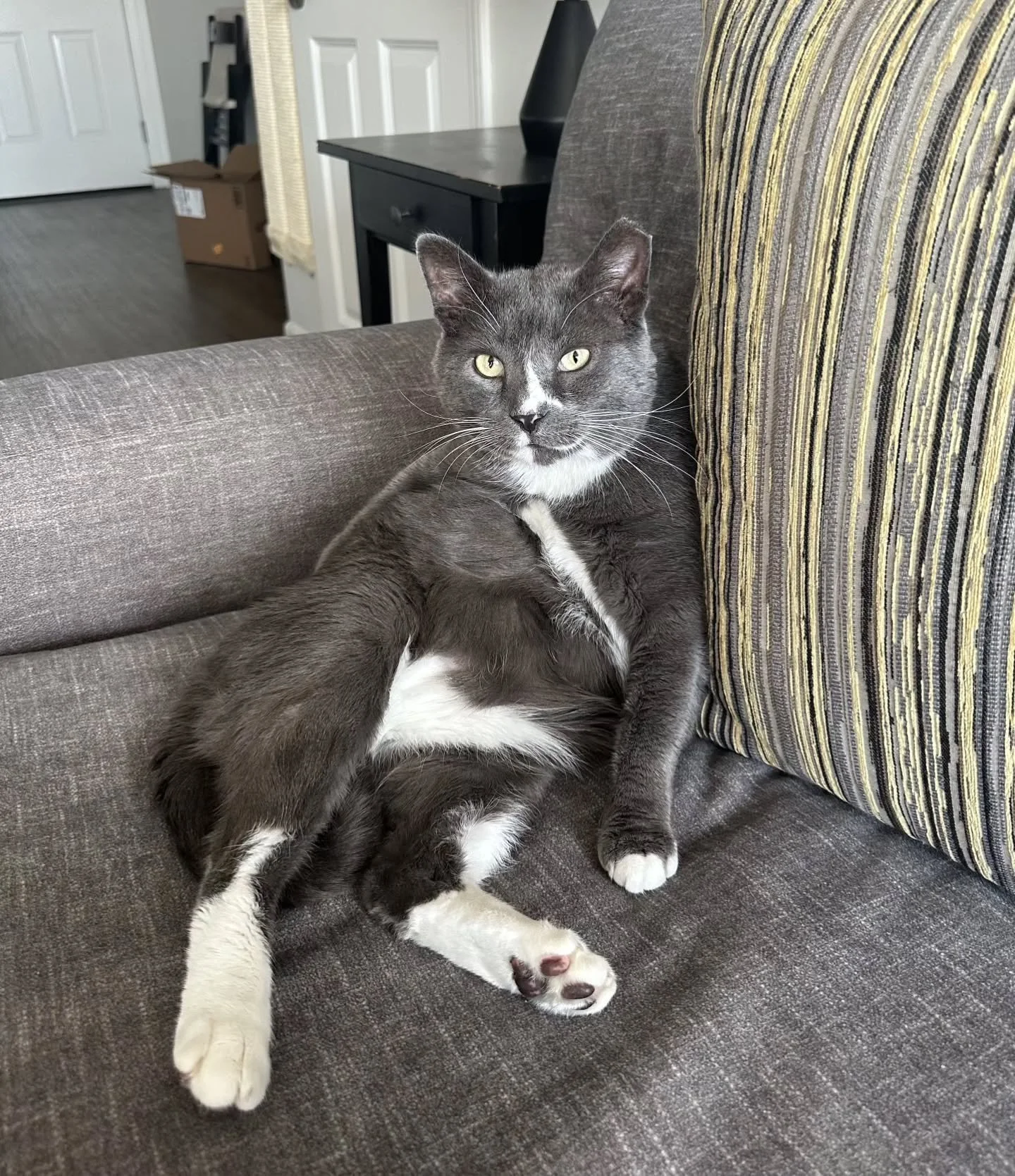 Meet Gandalf! 🐈&zwj;⬛️🙌🏻

Gandalf has a big personality. He usually greets us at the door unless he's too busy taking a nap 😺 He likes spending time relaxing and loves treats! We have taken care of Gandalf for 3 years now 💝

#Stamford #petsitter