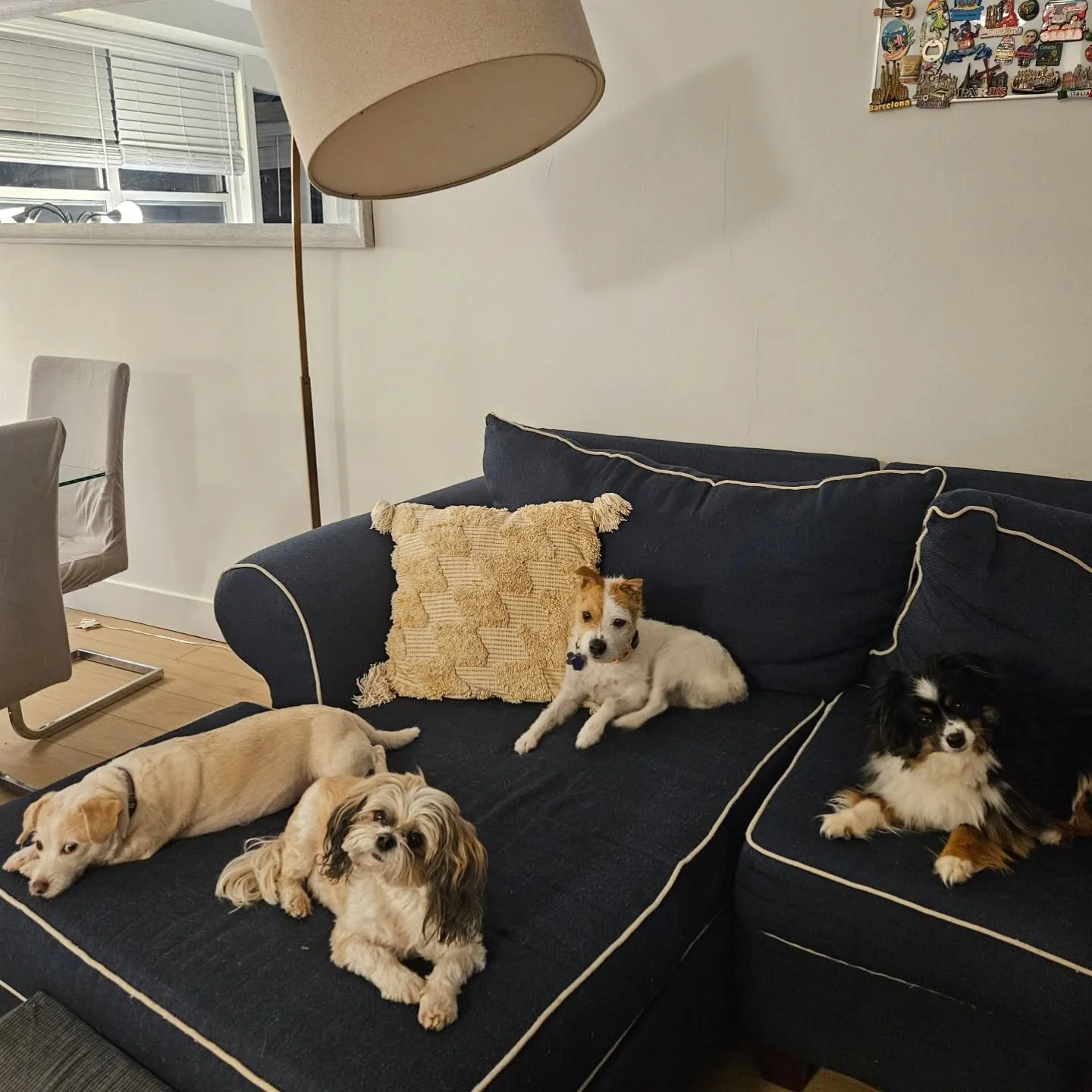 From left to right, Coco, ChaCha, Georgie, and Boba are resting after playing all day!! 🐾💖

When you board your dog with us, she/he will spend a lot of time with our team and, depending on your preferences, will also make new friends 🐶🐾

 We only