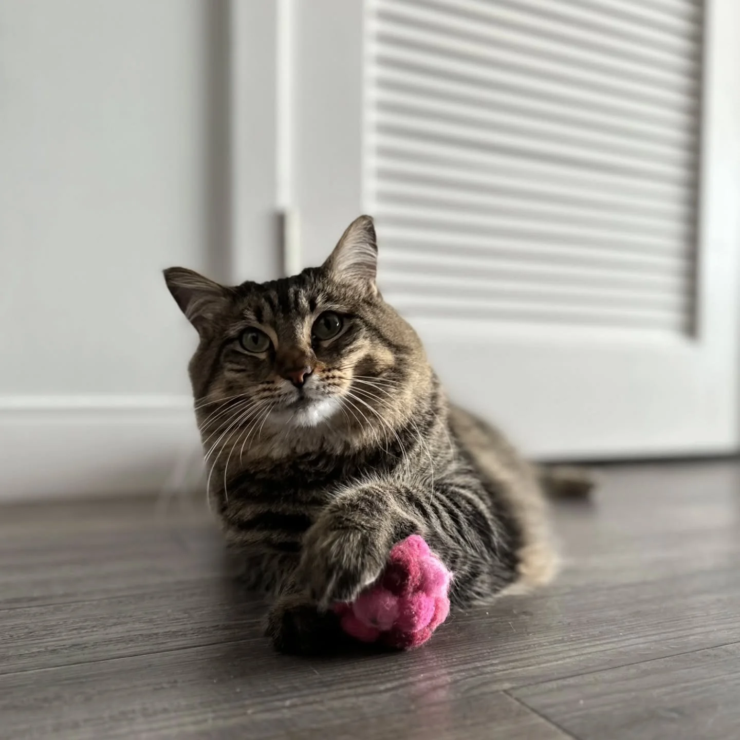 Meet Summer! 💖😺

Summer is 4 years old. The Whiskers &amp; Paws Care team has provided cat sitting to Summer for a year now 😺🙌🏻 she's a very fluffy and friendly cat 🐈 

Fun facts about Summer:
She's named after the street of her family's first 