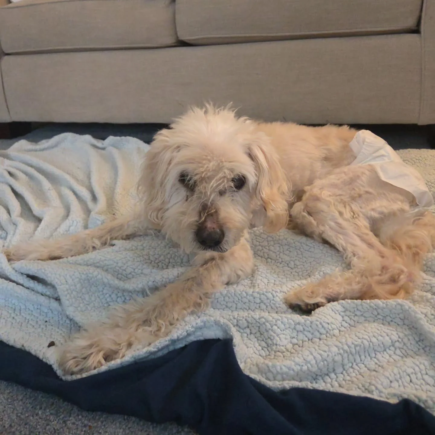 Meet Wally and Carmel! 

Wally is a senior dog (he's 16.5 years old!). At his age, it&rsquo;s all about slow days, extra care, and lots of love 🐶 and we&rsquo;re here to make them as comfortable as possible 💙

Wally has a guinea pig brother! Carmel