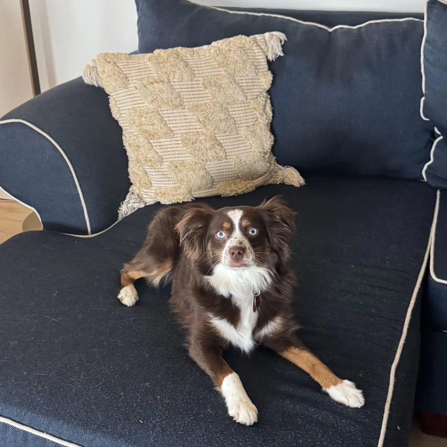 Meet Roo! 🫶🏽

Roo is a 1-year-old #miniaustralianshepard. She is part of our weekly daycare dogs. Roo is very playful and loves going on long walks with Boba, her daycare best friend!

#Stamford #petsitter #dogwalker #petsitting smallbusiness