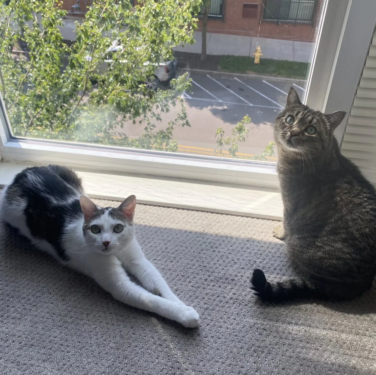 Meet Millie and Moe! 🌟🐈🐈&zwj;⬛️

Millie is around 6 years old and Moe is around 2. The Whiskers &amp; Paws Care team has taken care of them for almost 3 years now!

Millie and Moe are opposite in many ways! While Moe is crazy, Millie is very calm.
