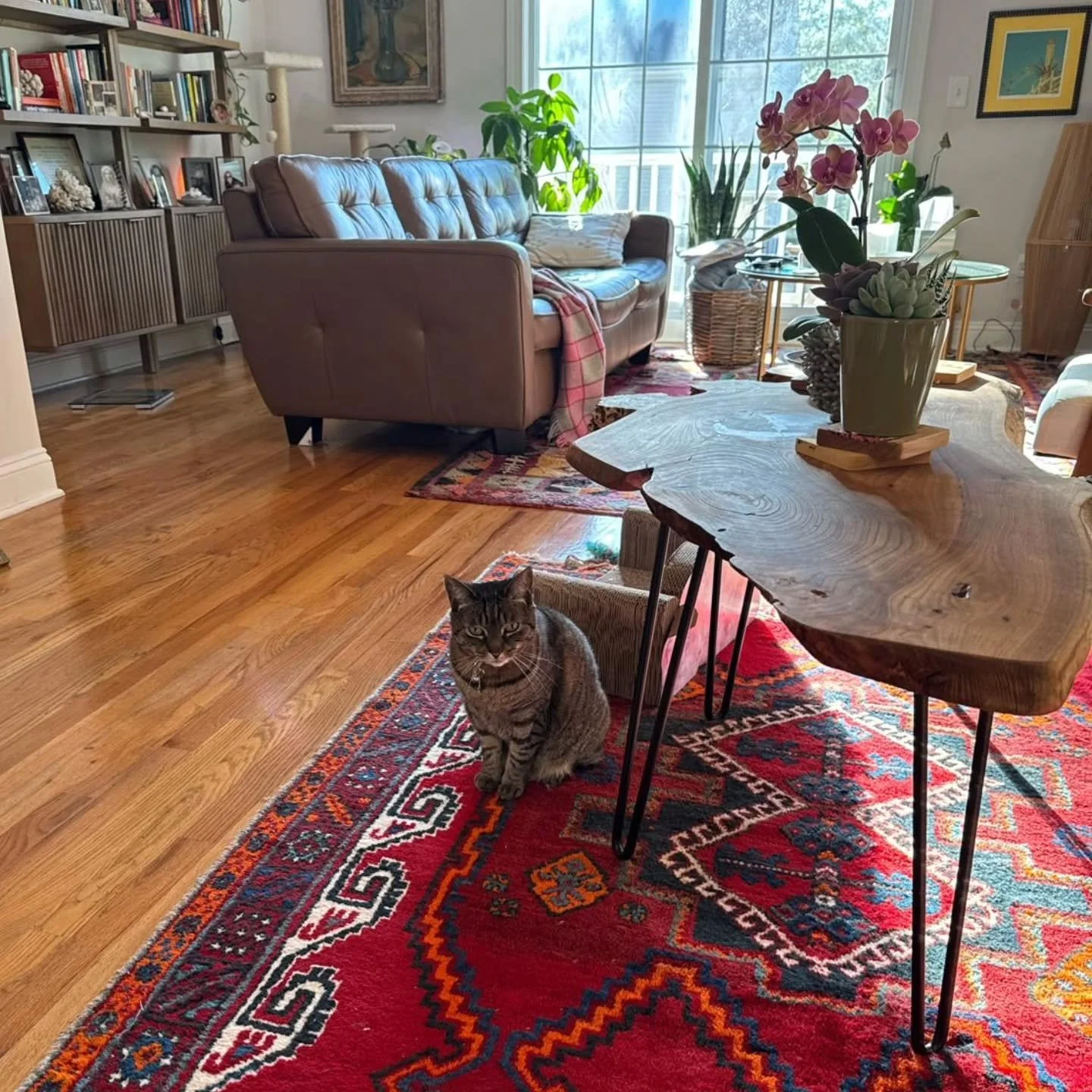 Meet Piper! 🐈

Piper is an 11 year old Tabby

The Whiskers &amp; Paws Care team has taken care of Piper for 3 years now! 

#Stamford #petsitter #dogwalker #petsitting #smallbusiness
