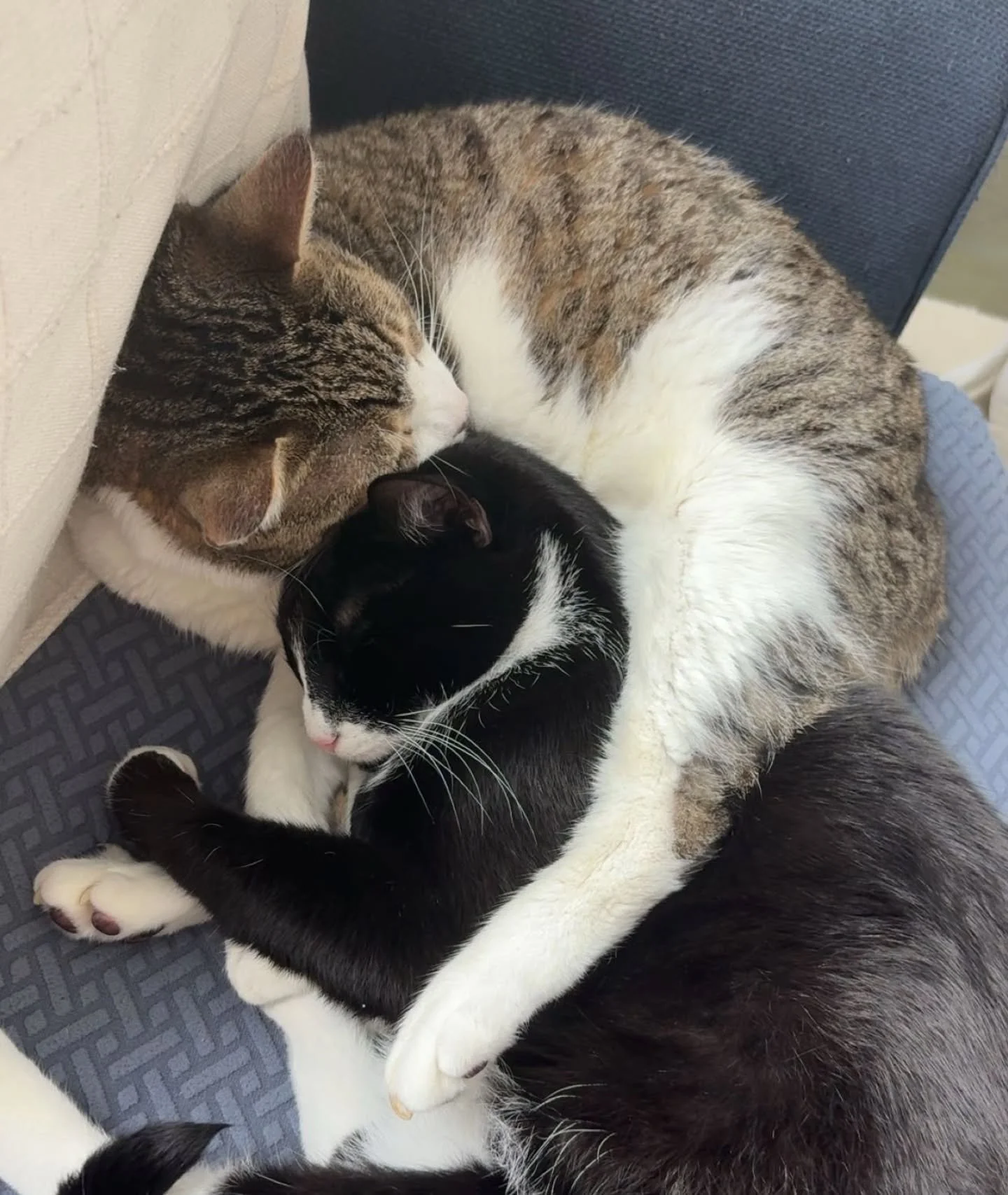 Meet Felix and Otis! ✨️🐈🐈&zwj;⬛️

Felix (black) is 3 years old and Otis (brown) is 10 years old 😸

#Stamford #petsitter #dogwalker #petsitting #smallbusiness