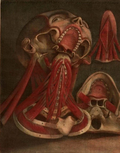 An anatomy drawing that shows the muscles of a the neck and jaw