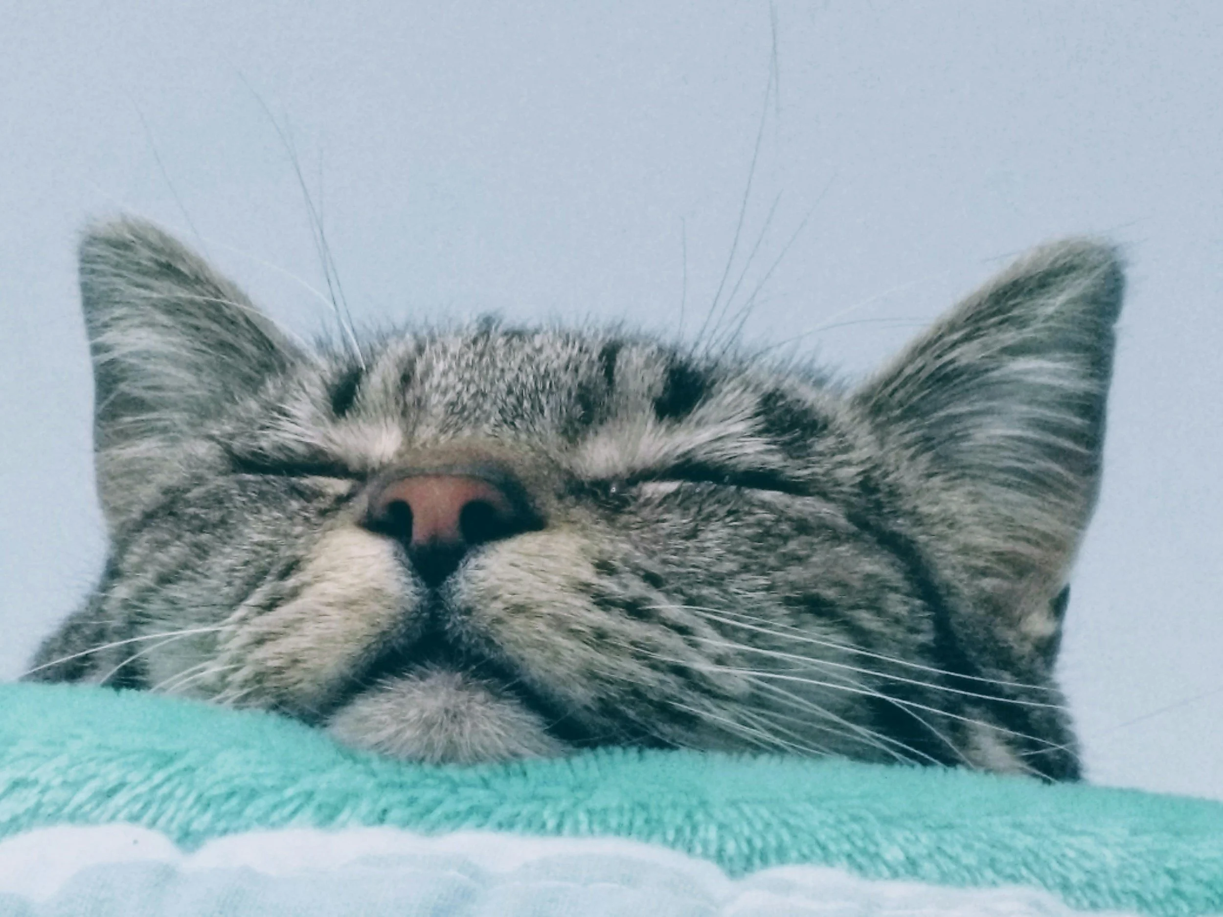 Close-up of a sleeping gray tabby cat resting its head on a soft surface with its eyes closed and ears upright.