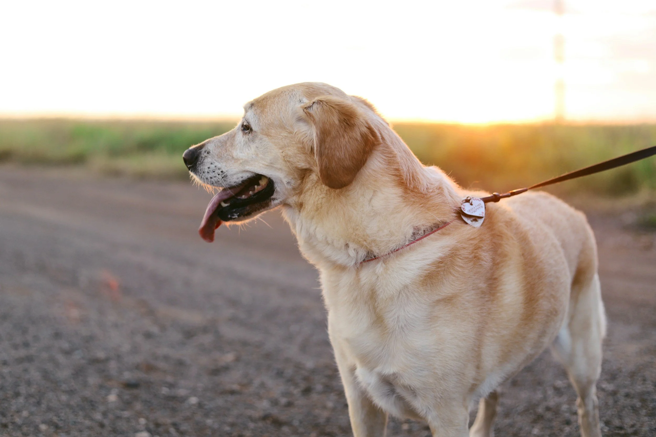 A yellow Labrador retriever on a walk outdoors during sunset.