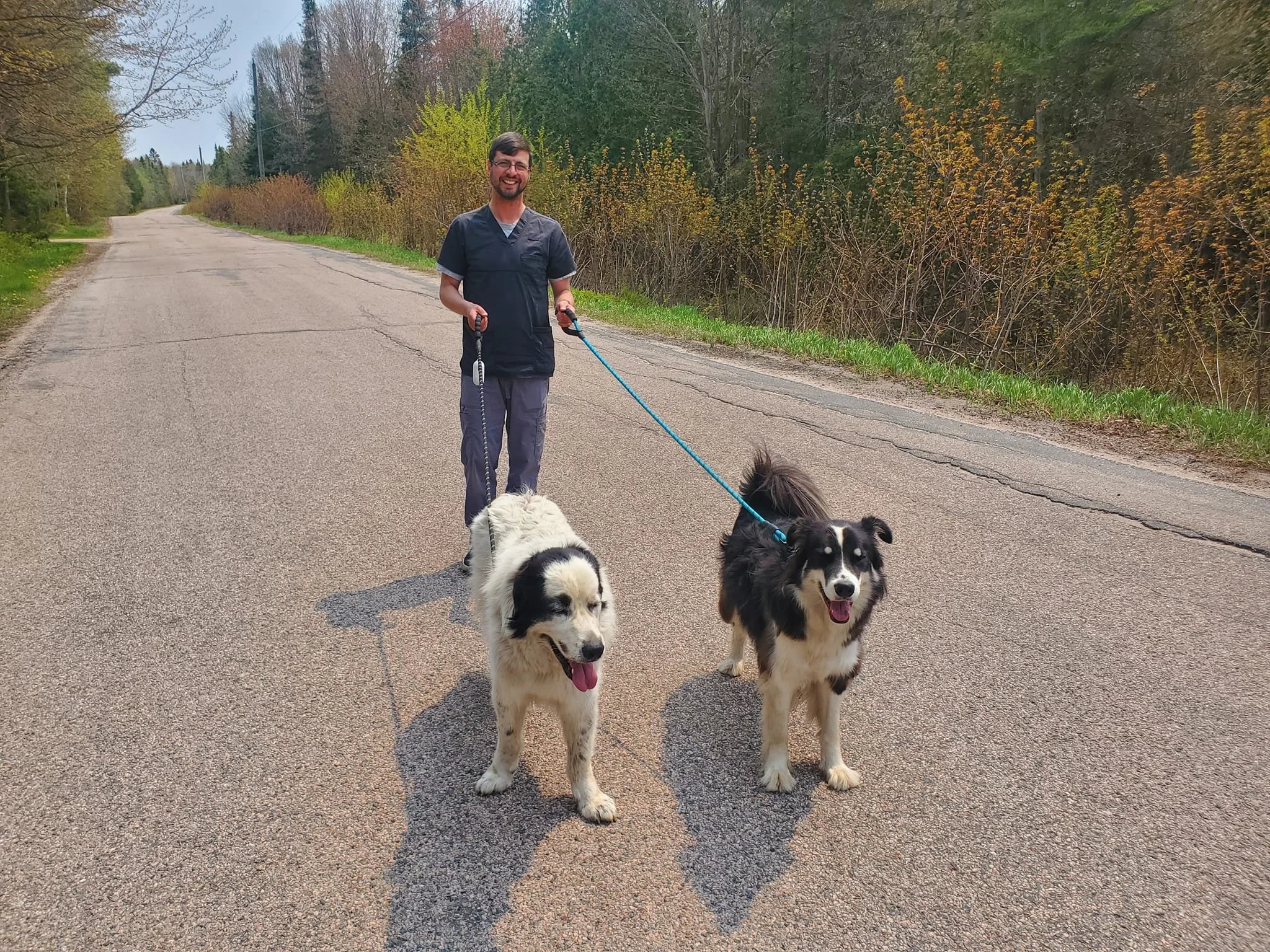 A man walking with two dogs on a rural road surrounded by trees.