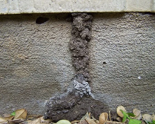 termite evidence