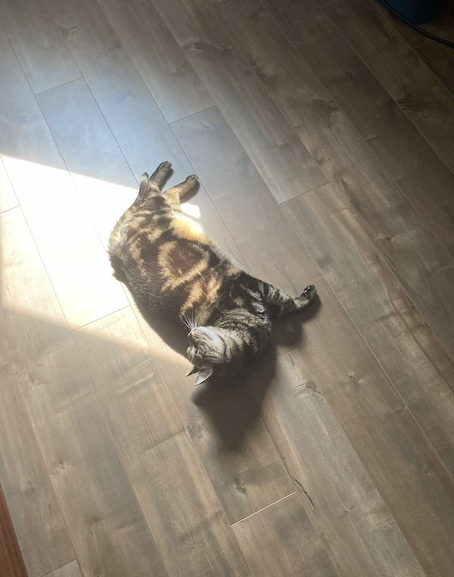 A tabby cat lying on a wooden floor in a sunlit area.