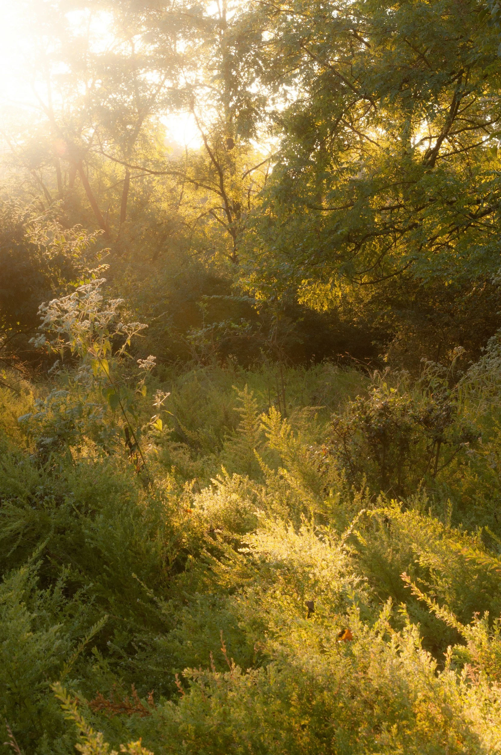Sunlight shining through a dense forest with lush green foliage and various plants.
