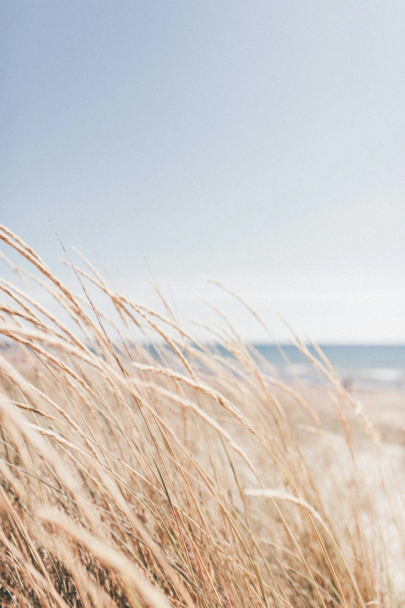 Beach scene with tall, dry grass in the foreground, sandy beach in the middle ground, and ocean with a clear sky in the background.