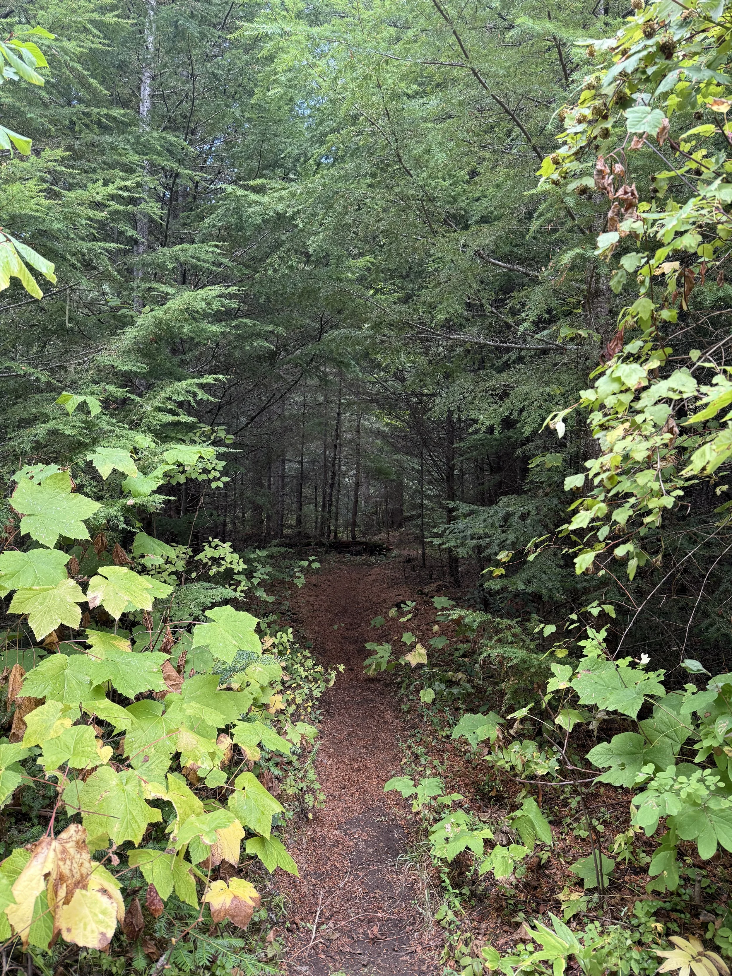 A Story of How EMDR Helped Transform Relational Patterns