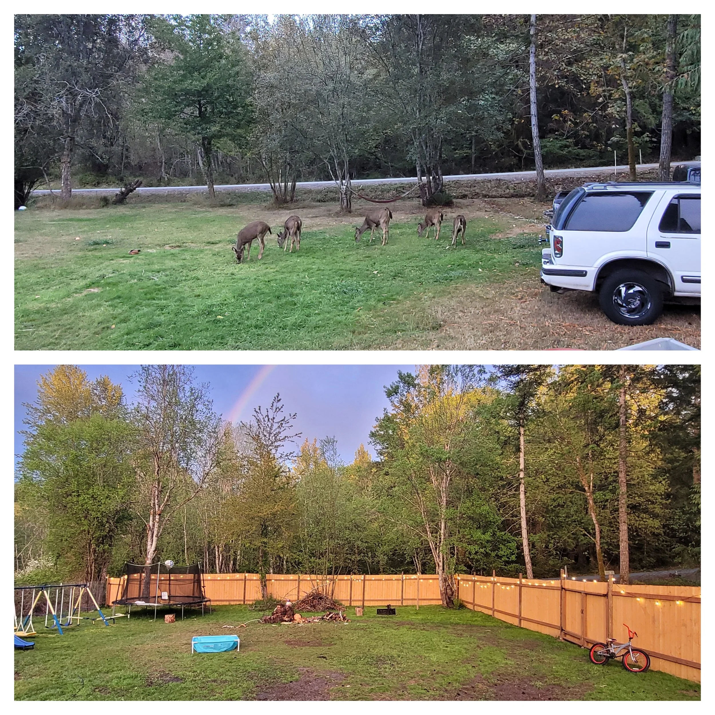 BEFORE & AFTER (FENCE)