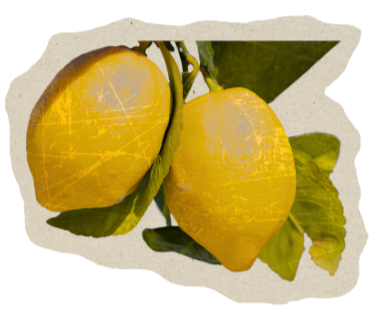 Two yellow lemons hanging on a branch with green leaves.