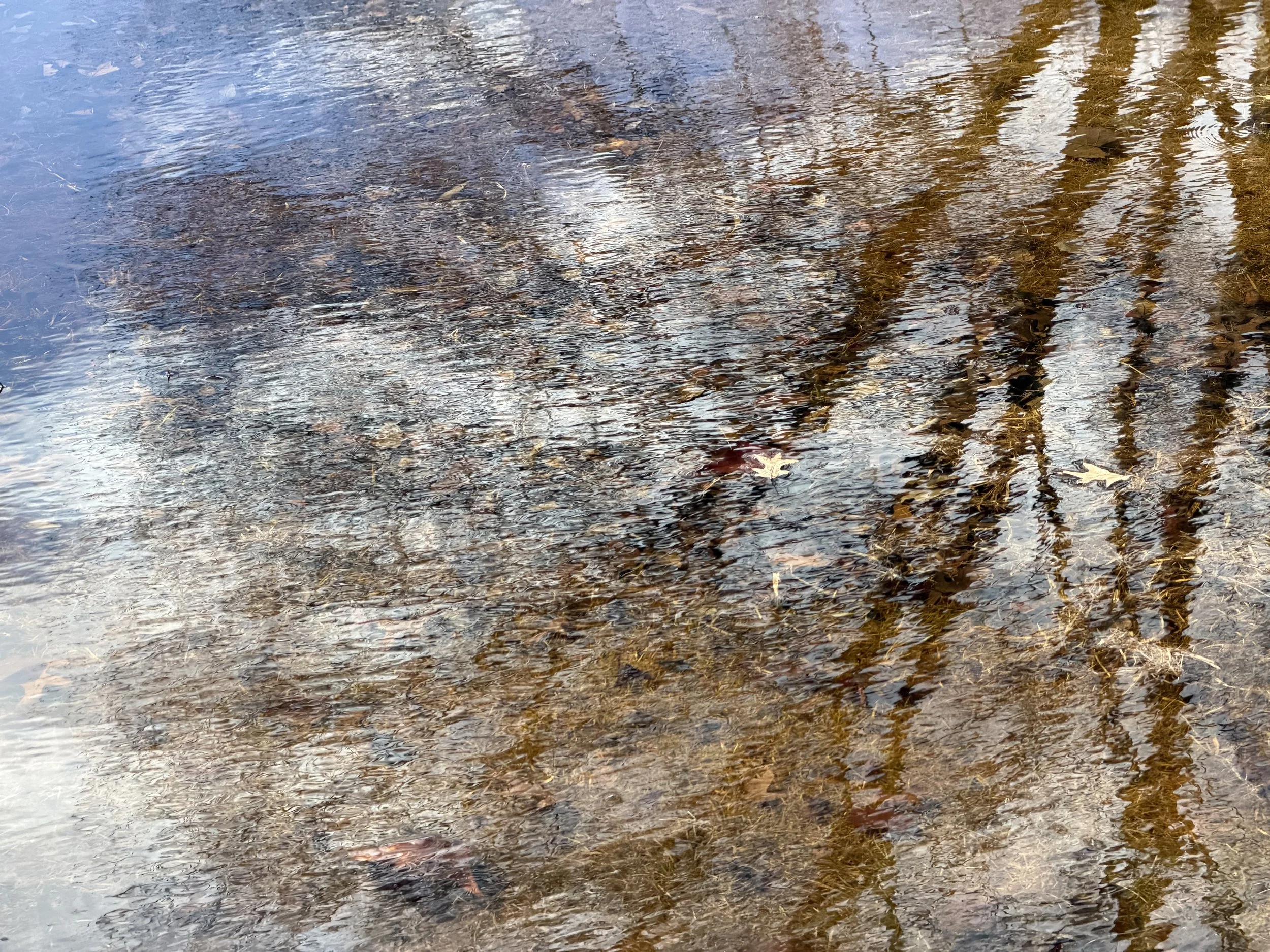 Reflection Essay: What Tending to Aliveness Is Asking of Me Now