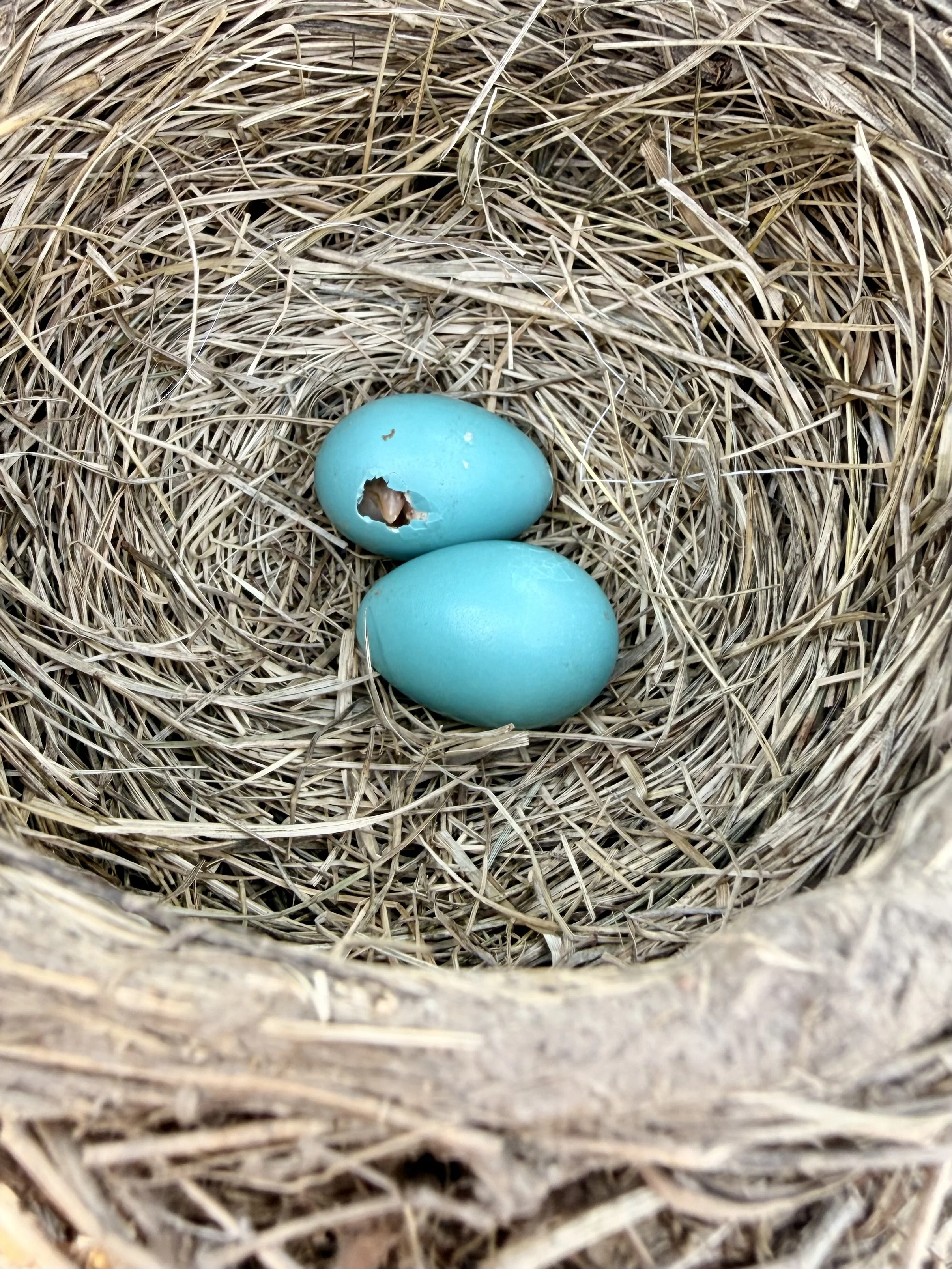 April Nature Report