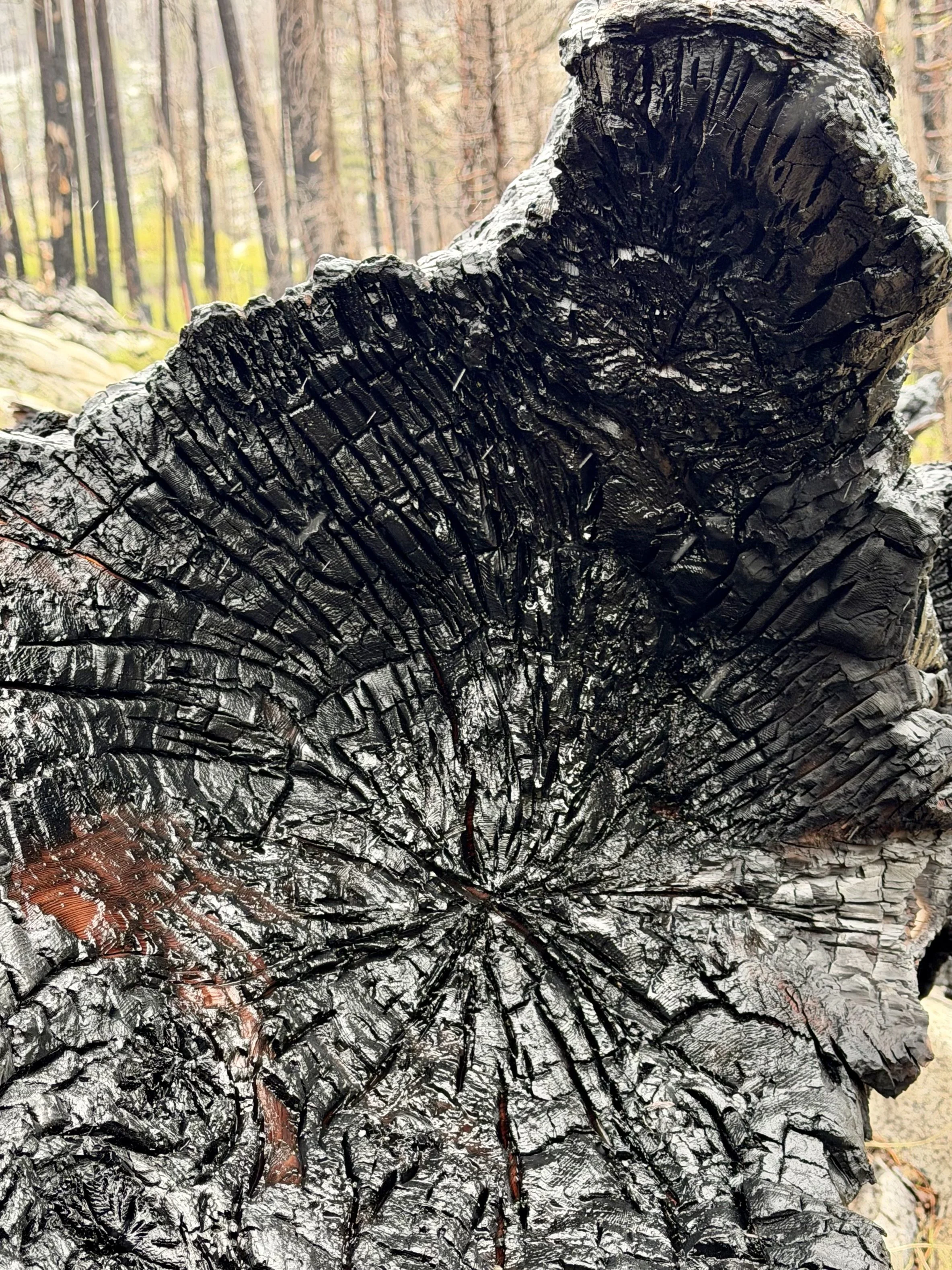 IMG_1550.jpeg