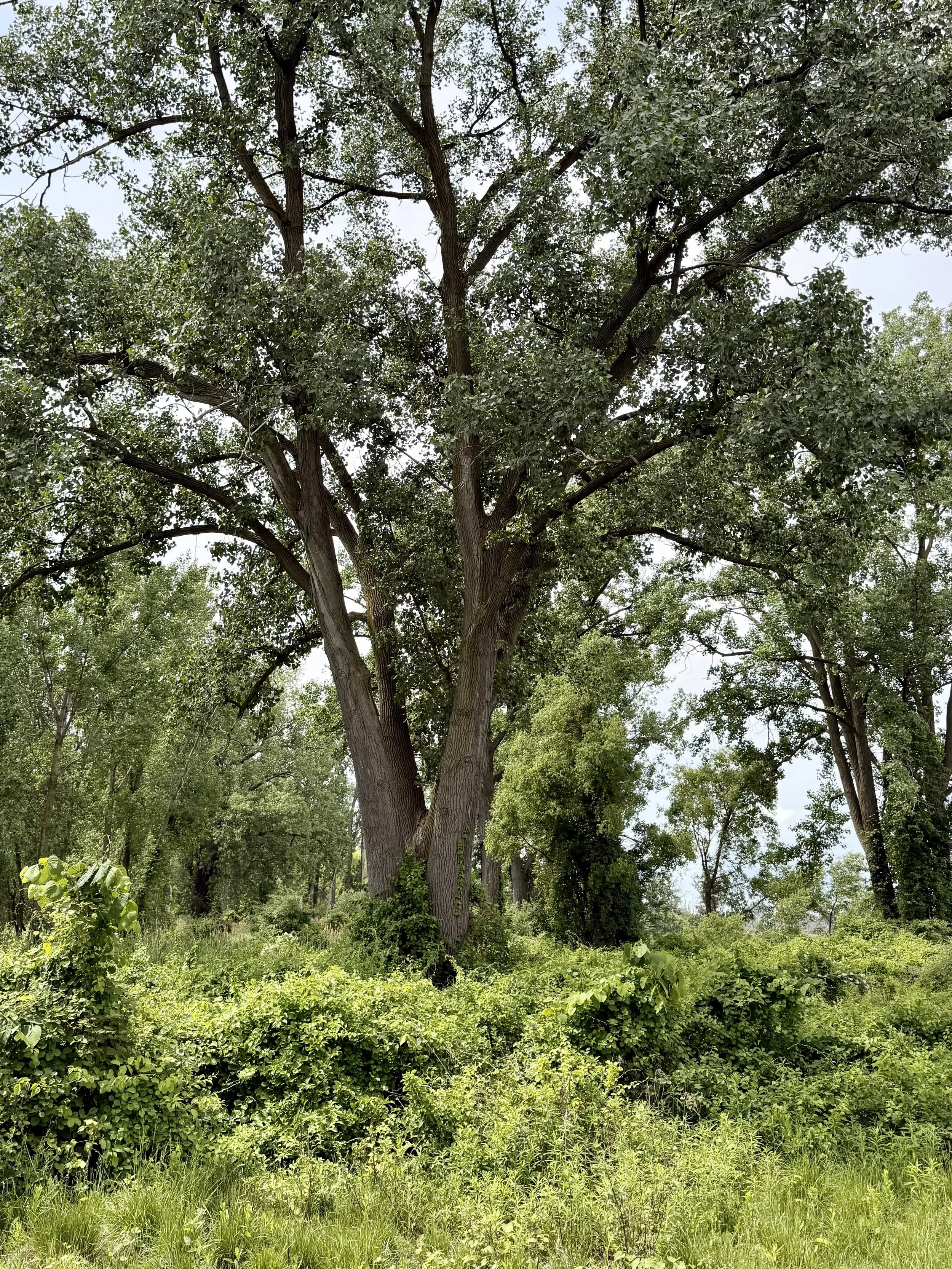 Q2 Reflection Essay: Toward an Ecology of Aliveness