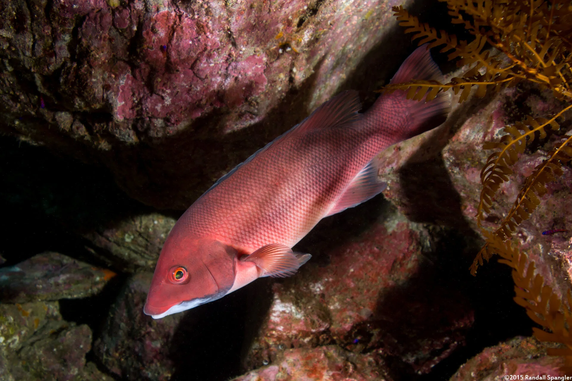 Juvenile Female Sheephead