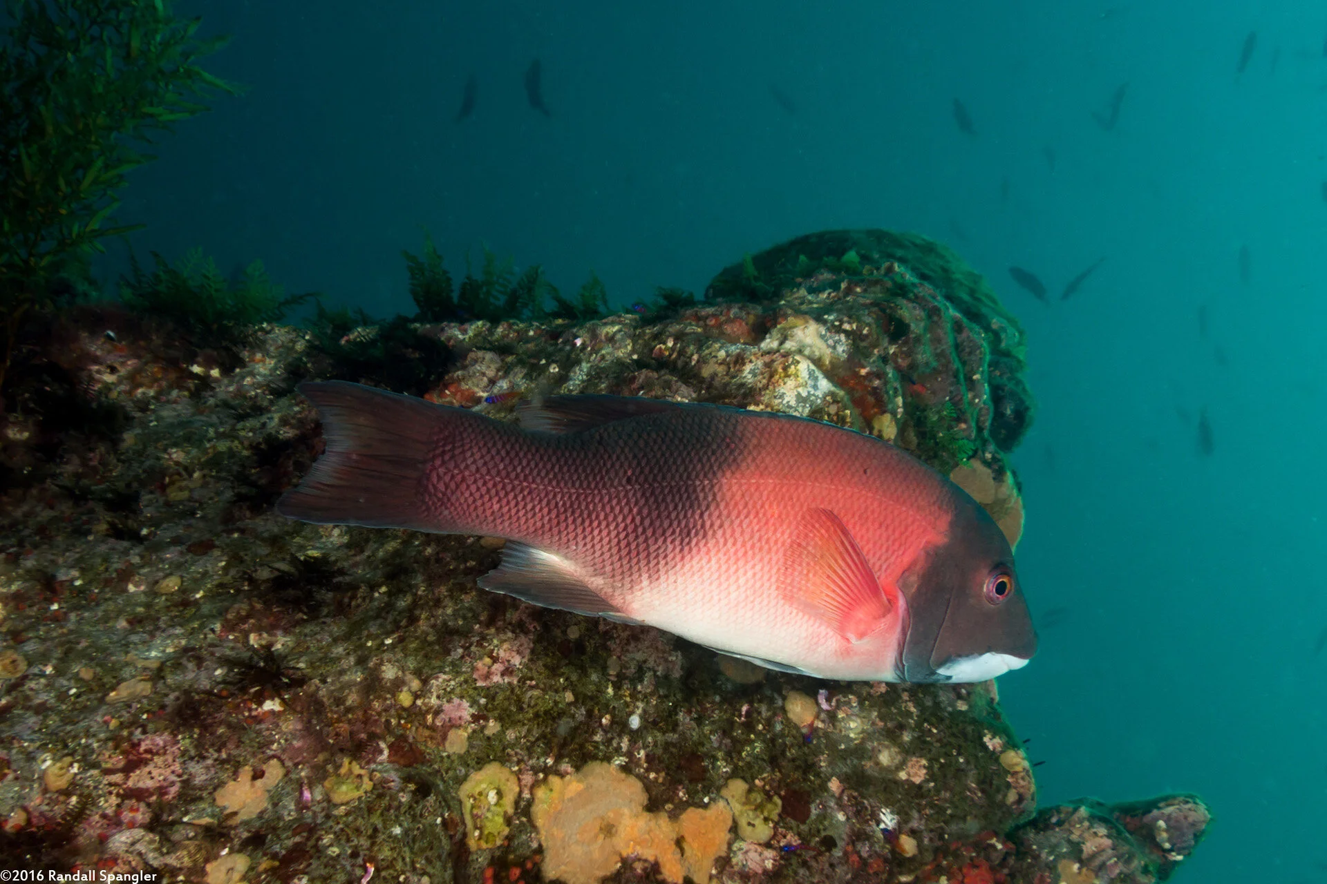 Sheephead