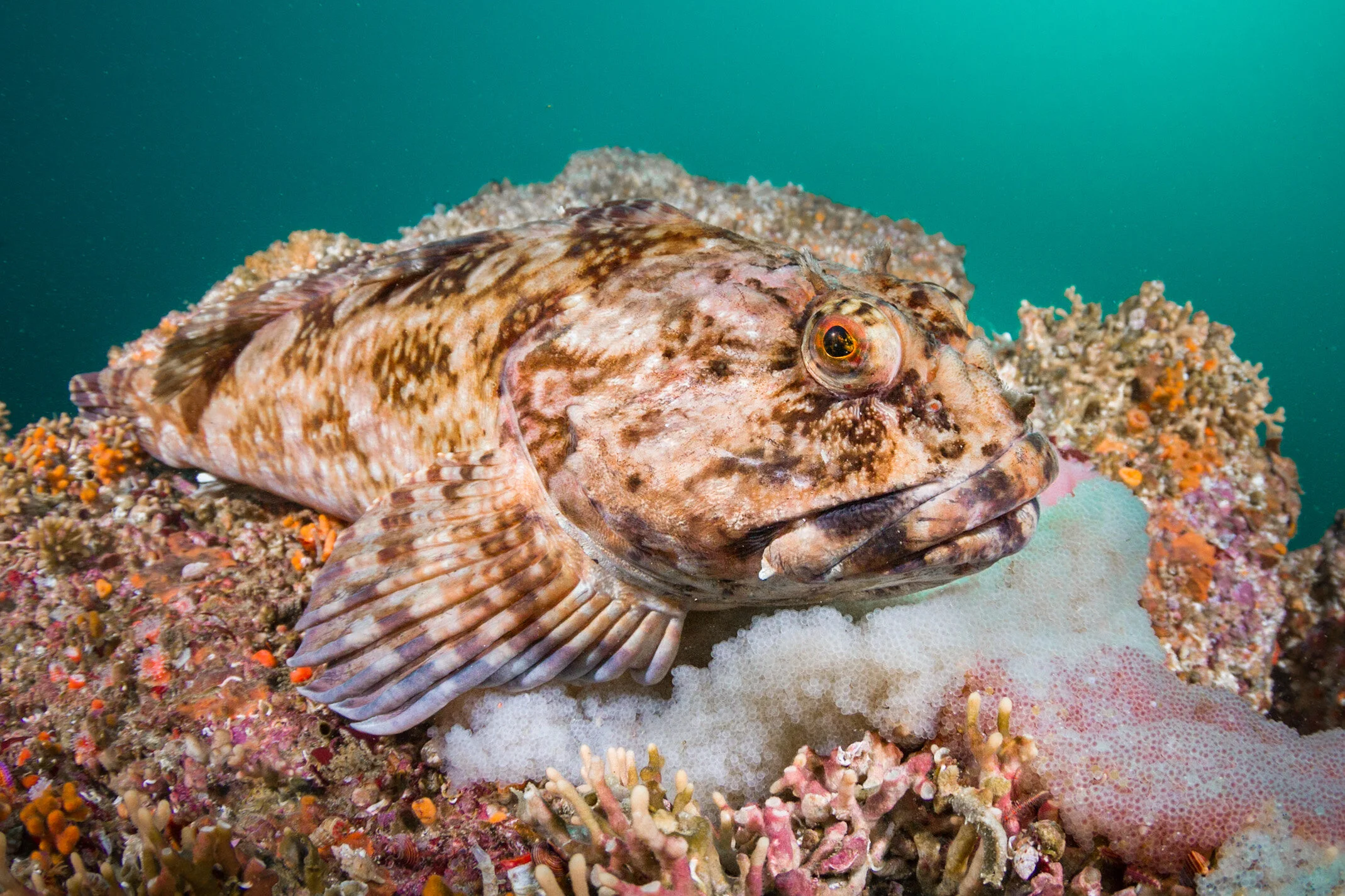 Photos by teammate Joe Platko