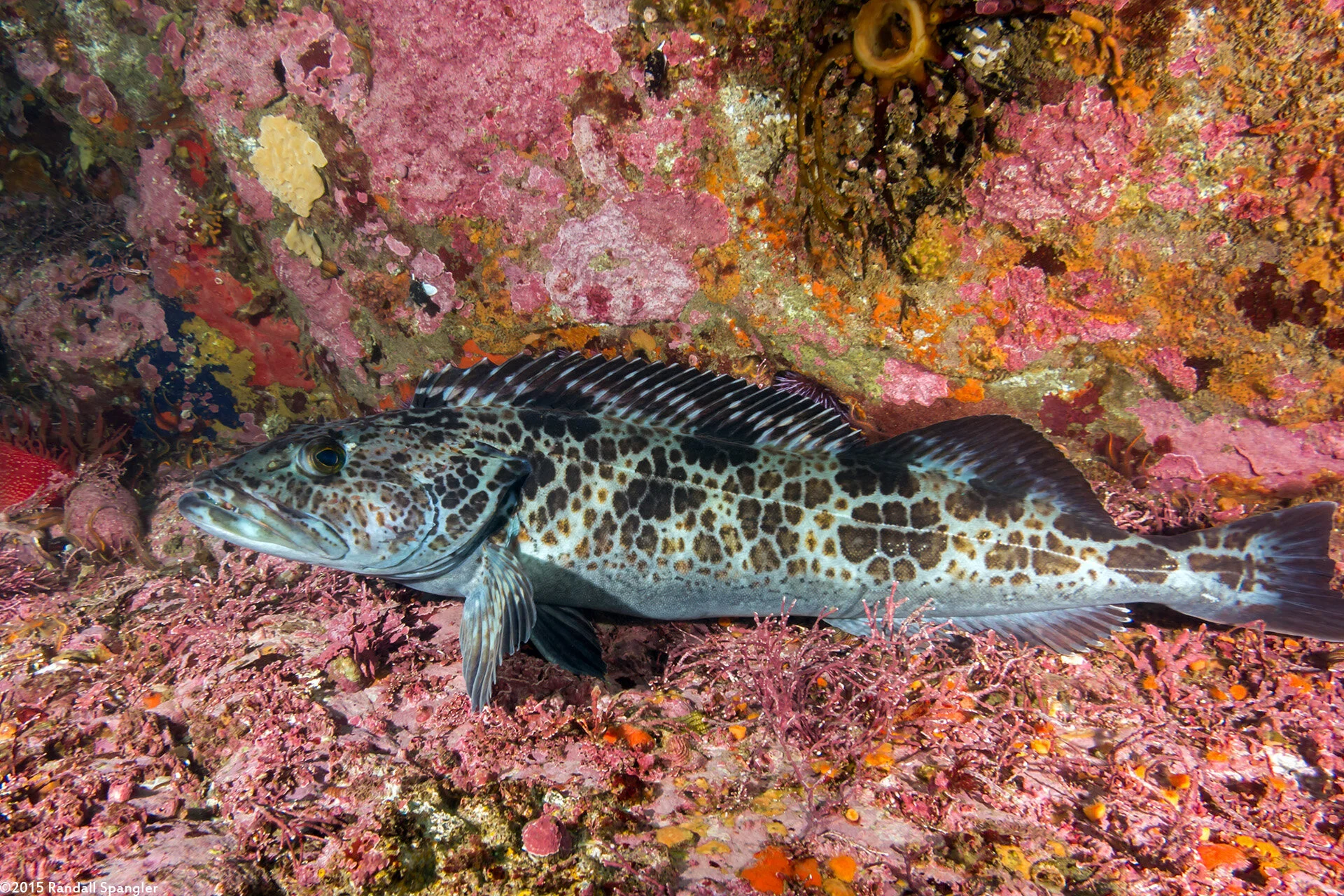 2015-02-01b-12543 - Lingcod.jpg