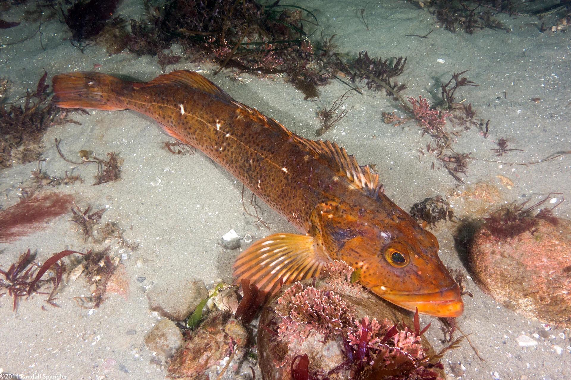 2014-05-03-6003 - Lingcod.jpg