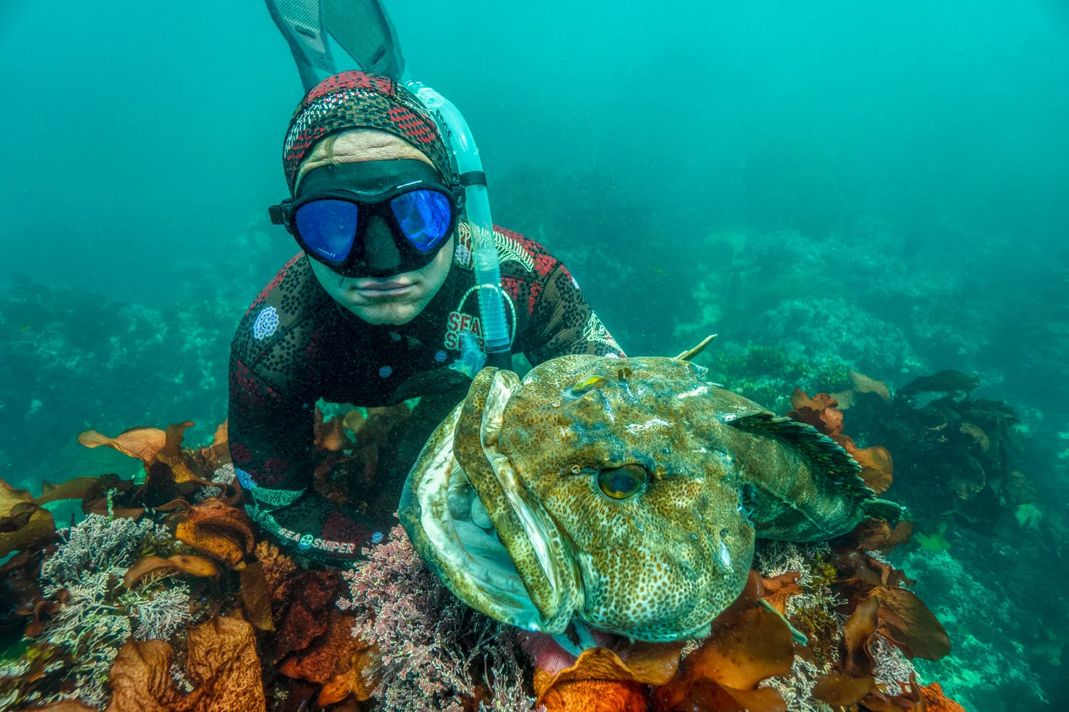 Lingcod