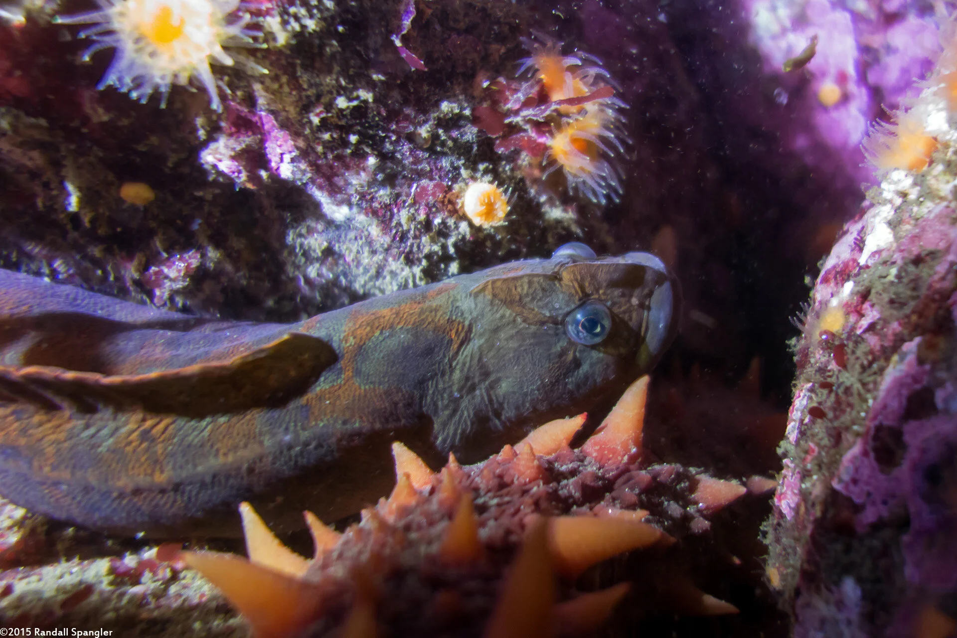 2015-06-27-14927 - Monkeyface prickleback.jpg