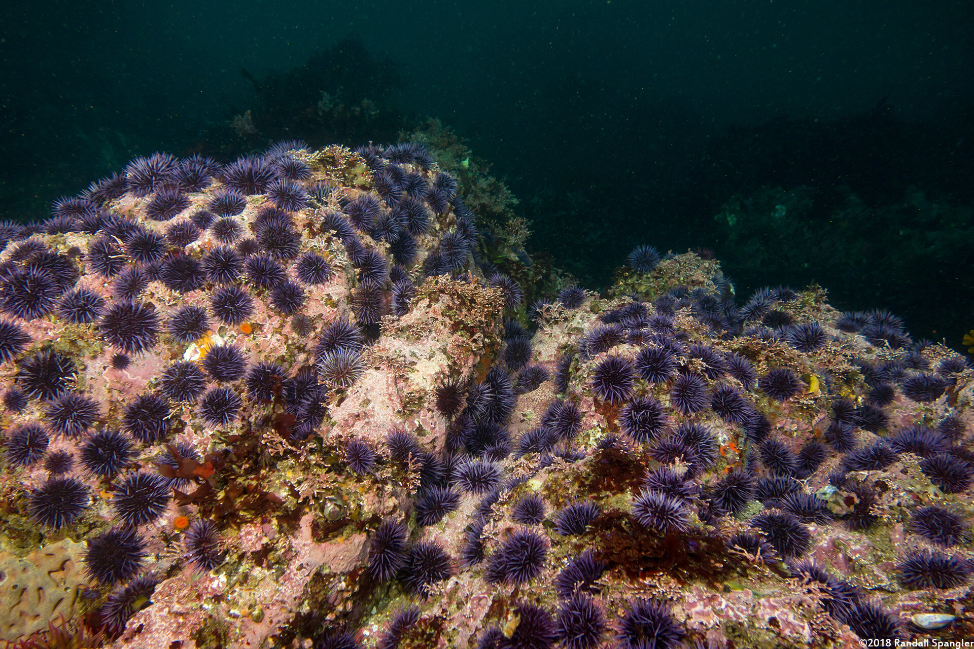 2018-01-01a-44198 - Rock covered with purple urchins.jpg