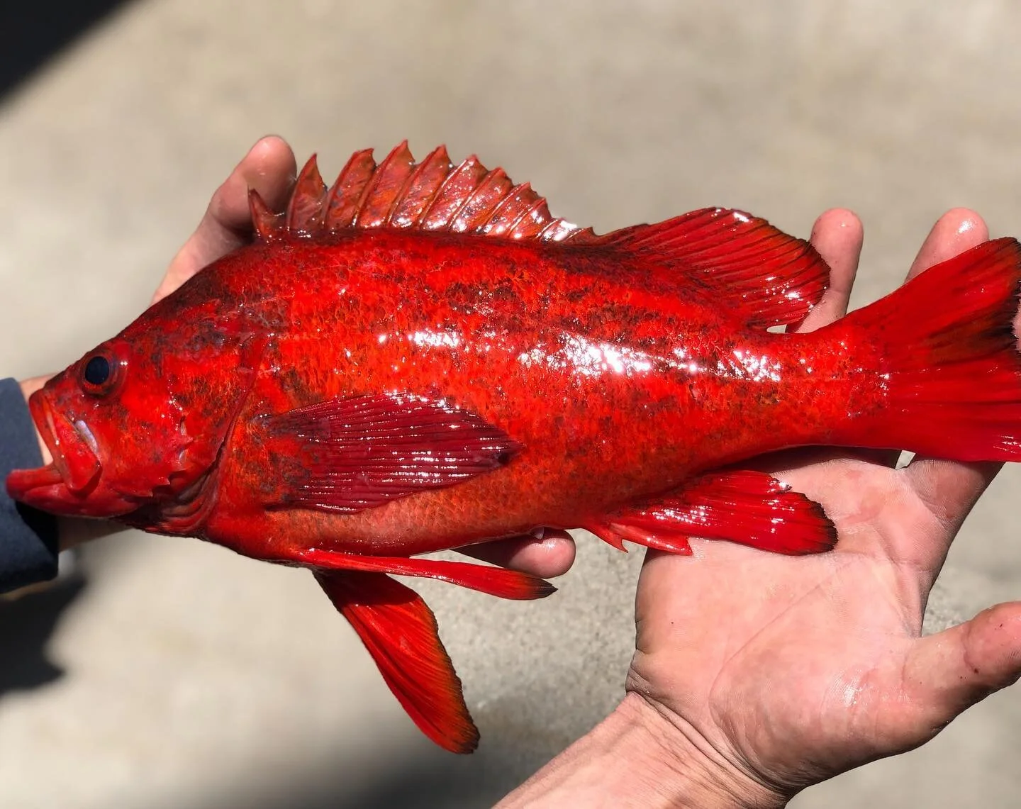 Daniel’s First Attempt at Gyotaku