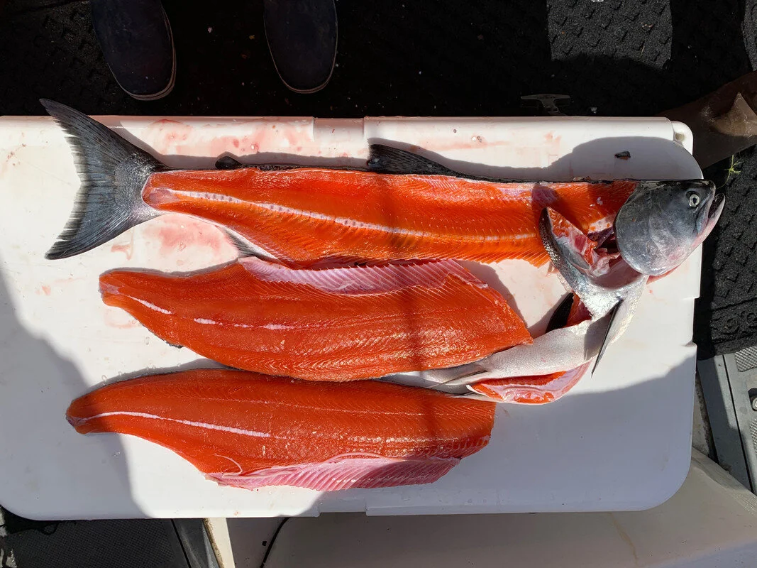 Salmon Harvest.jpg