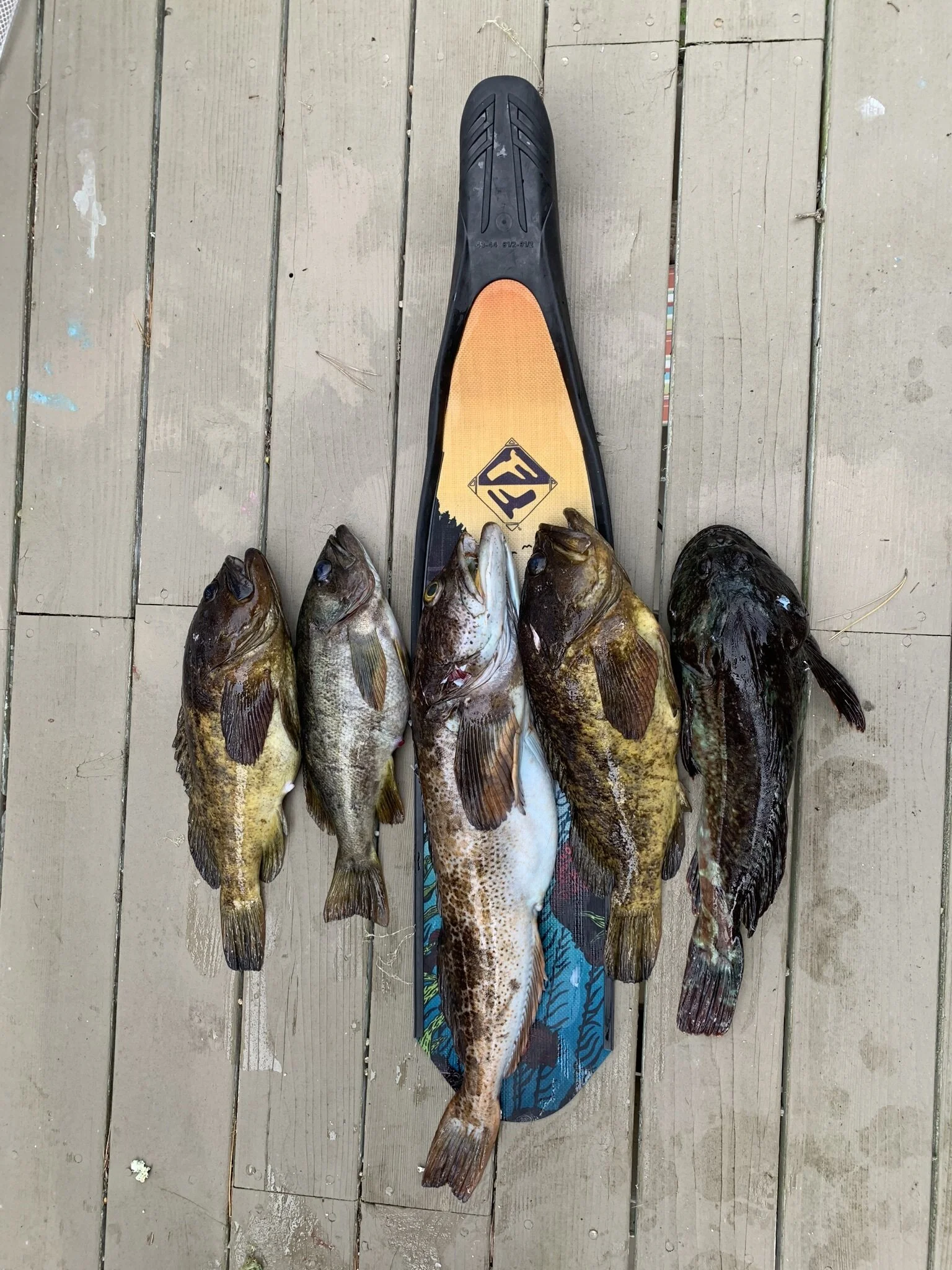 Read the exciting story of how this fish was caught, here.