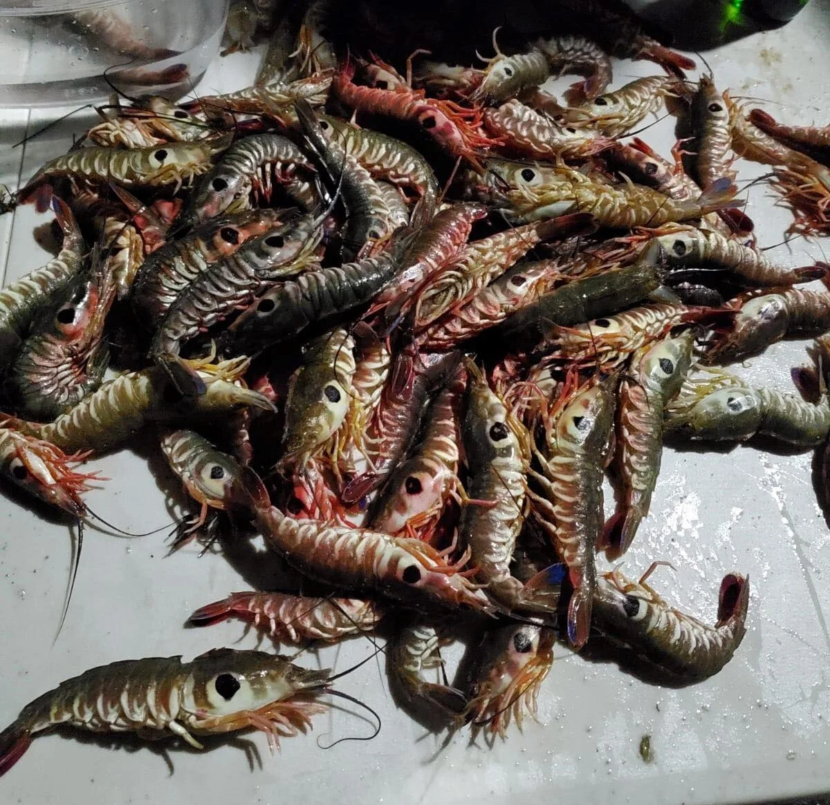 Single Pan Chimichurri Shrimp