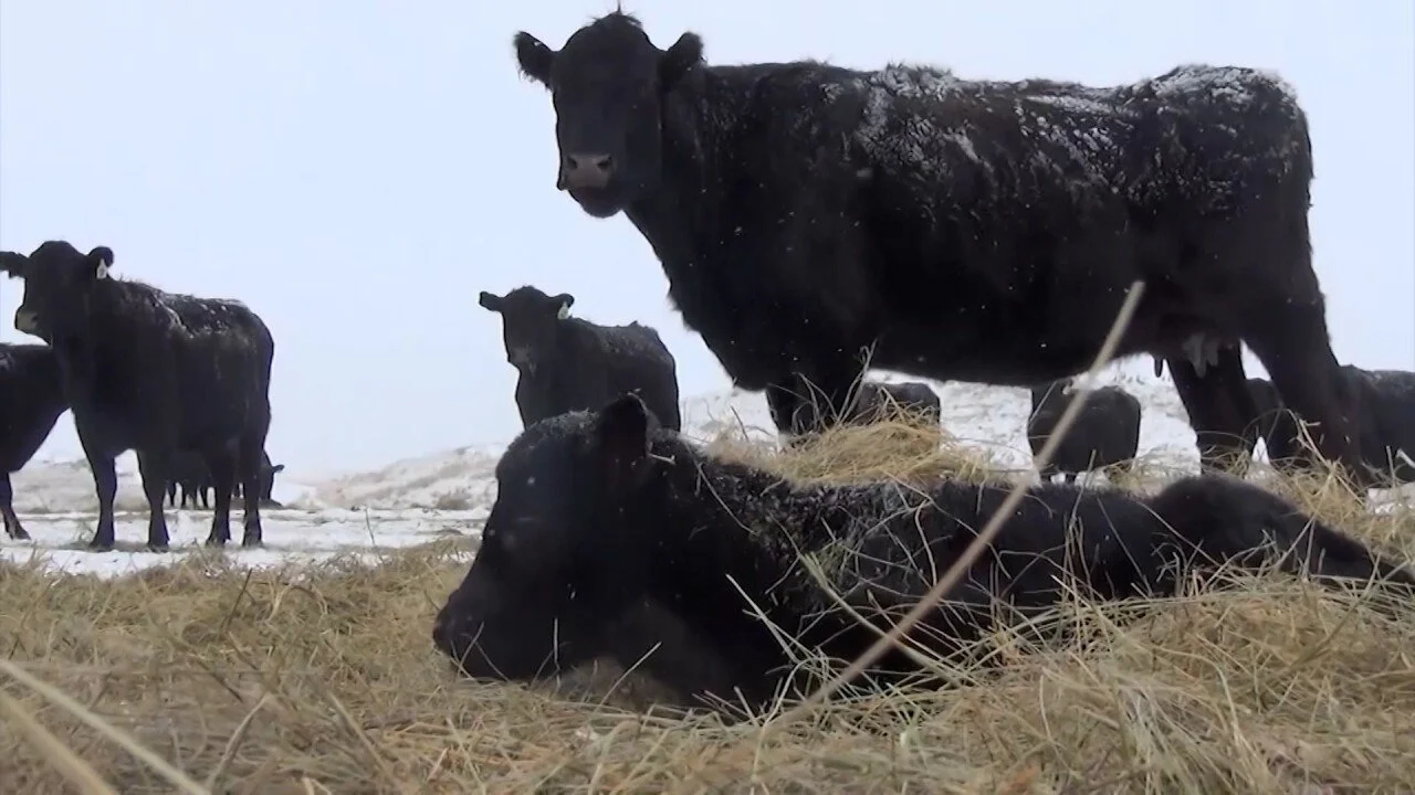 U.S. expands beef imports from Argentina, producers raise concerns over market impacts